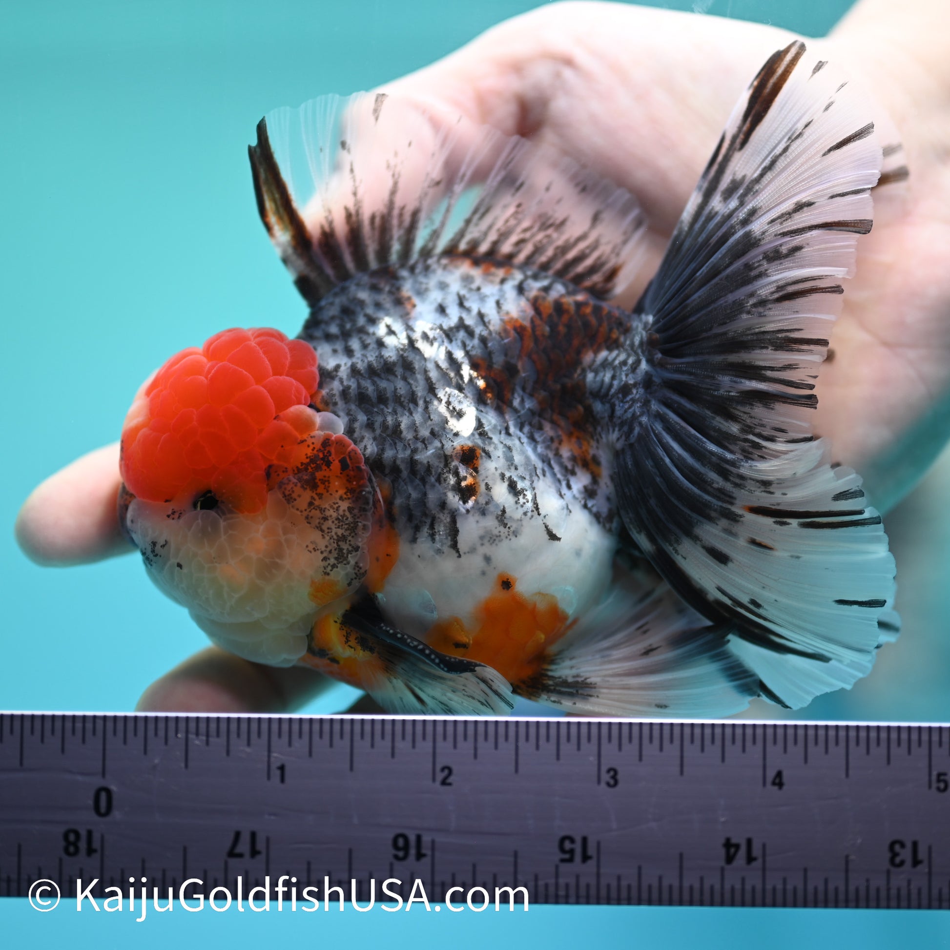 Kirin Red Head Rose Tail Oranda 4-4.5 inches (240126_OR01) - Kaiju Goldfish USA