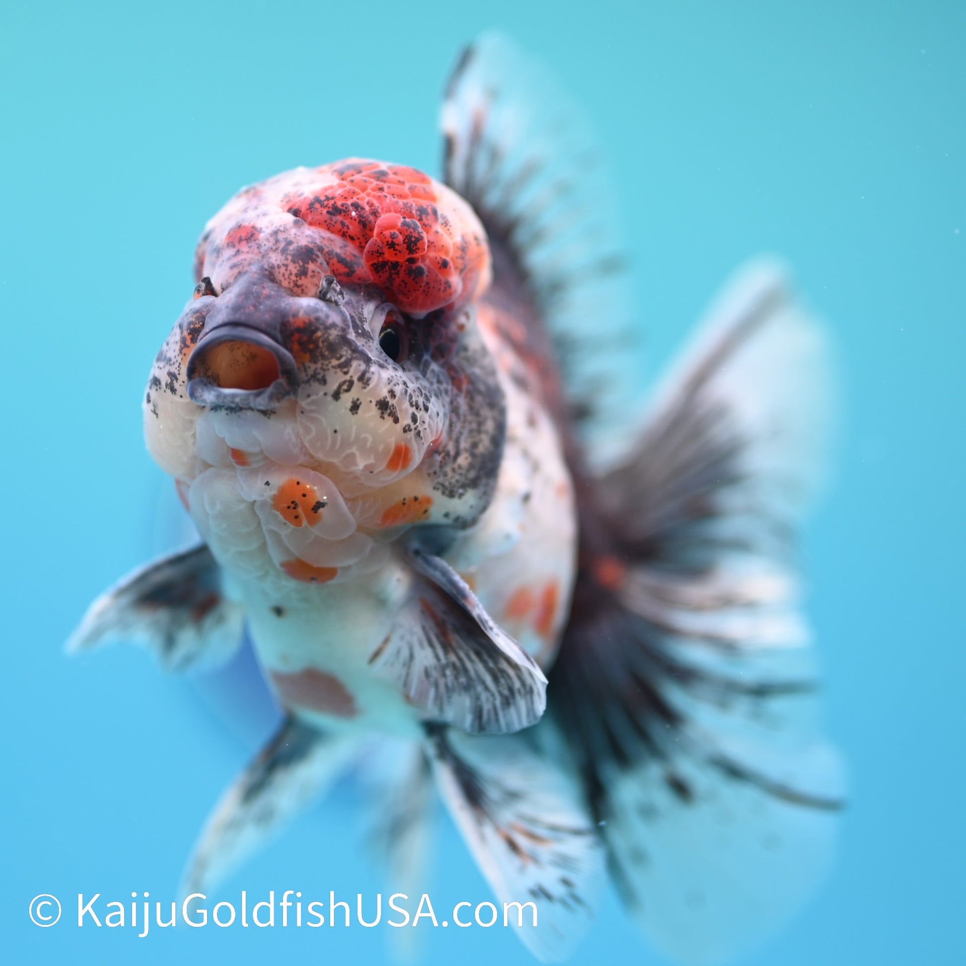 Kirin Rose Tail Oranda 4 - 4.5 inches (240126_OR02) - Kaiju Goldfish USA