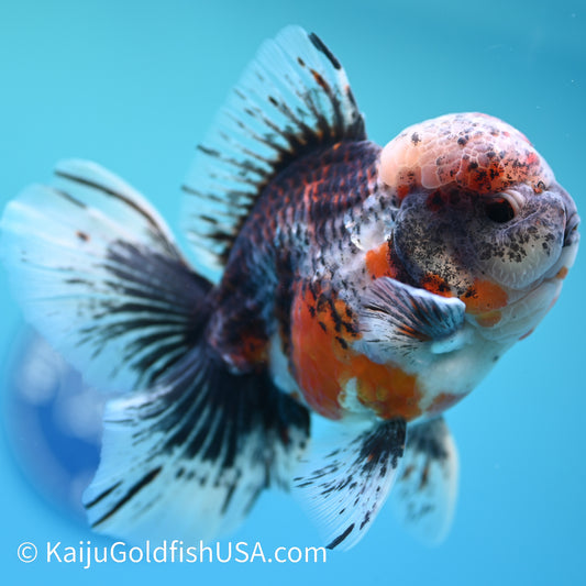 Kirin Rose Tail Oranda 4 - 4.5 inches (240126_OR02) - Kaiju Goldfish USA