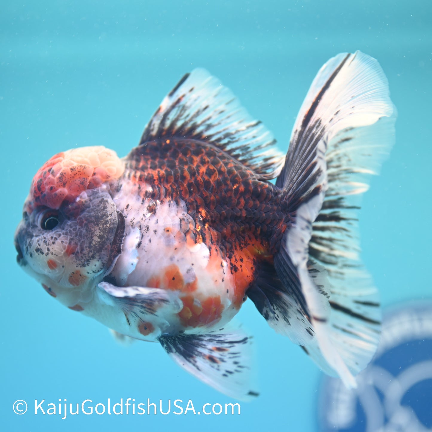 Kirin Rose Tail Oranda 4 - 4.5 inches (240126_OR02) - Kaiju Goldfish USA