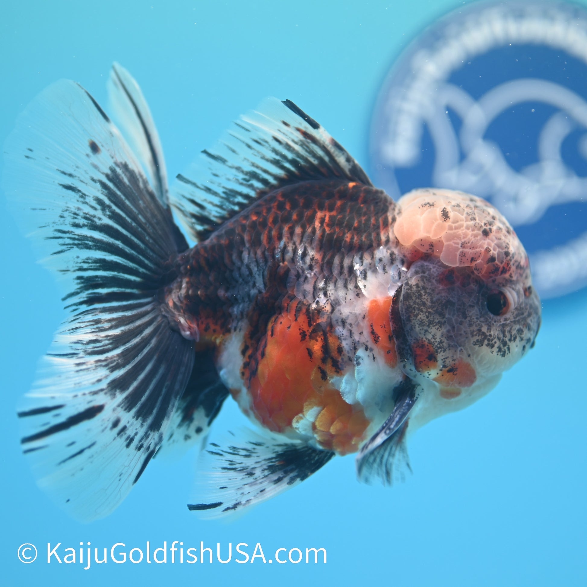 Kirin Rose Tail Oranda 4 - 4.5 inches (240126_OR02) - Kaiju Goldfish USA