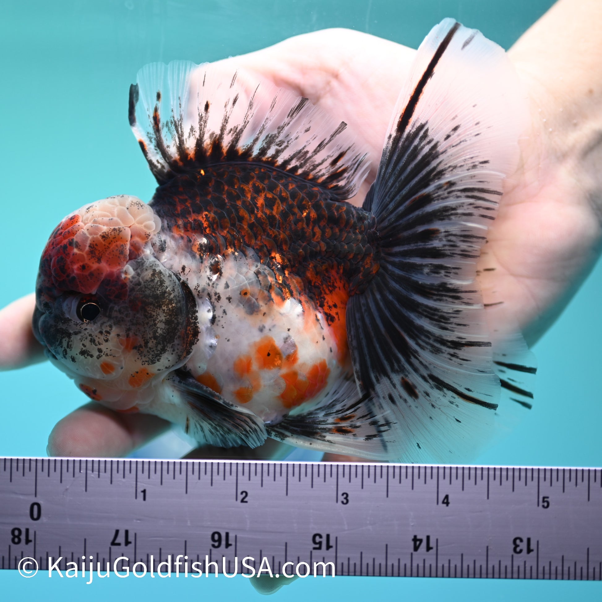 Kirin Rose Tail Oranda 4 - 4.5 inches (240126_OR02) - Kaiju Goldfish USA