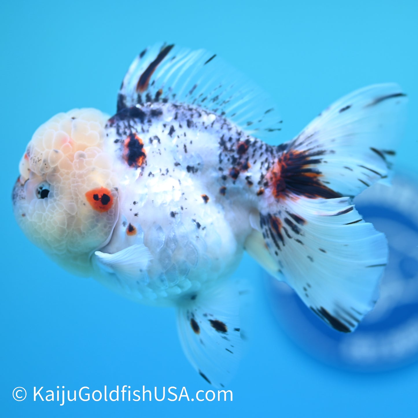 Granite Rose Tail Oranda 4 - 4.5 inches (240126_OR03) - Kaiju Goldfish USA