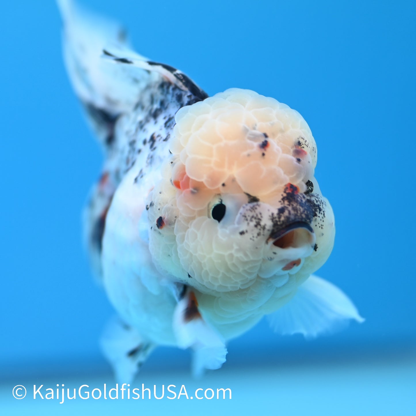 Granite Rose Tail Oranda 4 - 4.5 inches (240126_OR03) - Kaiju Goldfish USA