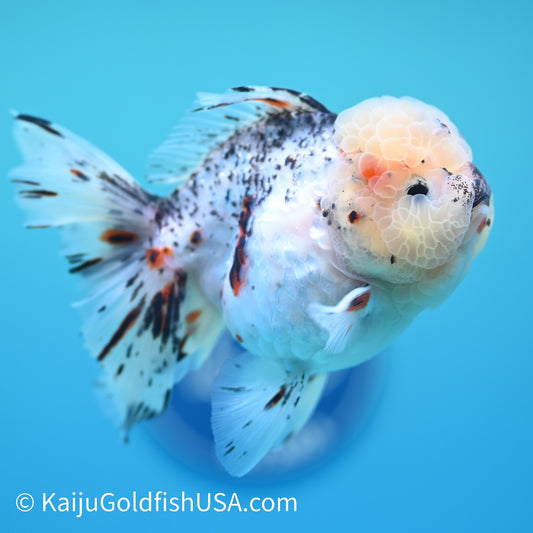 Granite Rose Tail Oranda 4 - 4.5 inches (240126_OR03) - Kaiju Goldfish USA