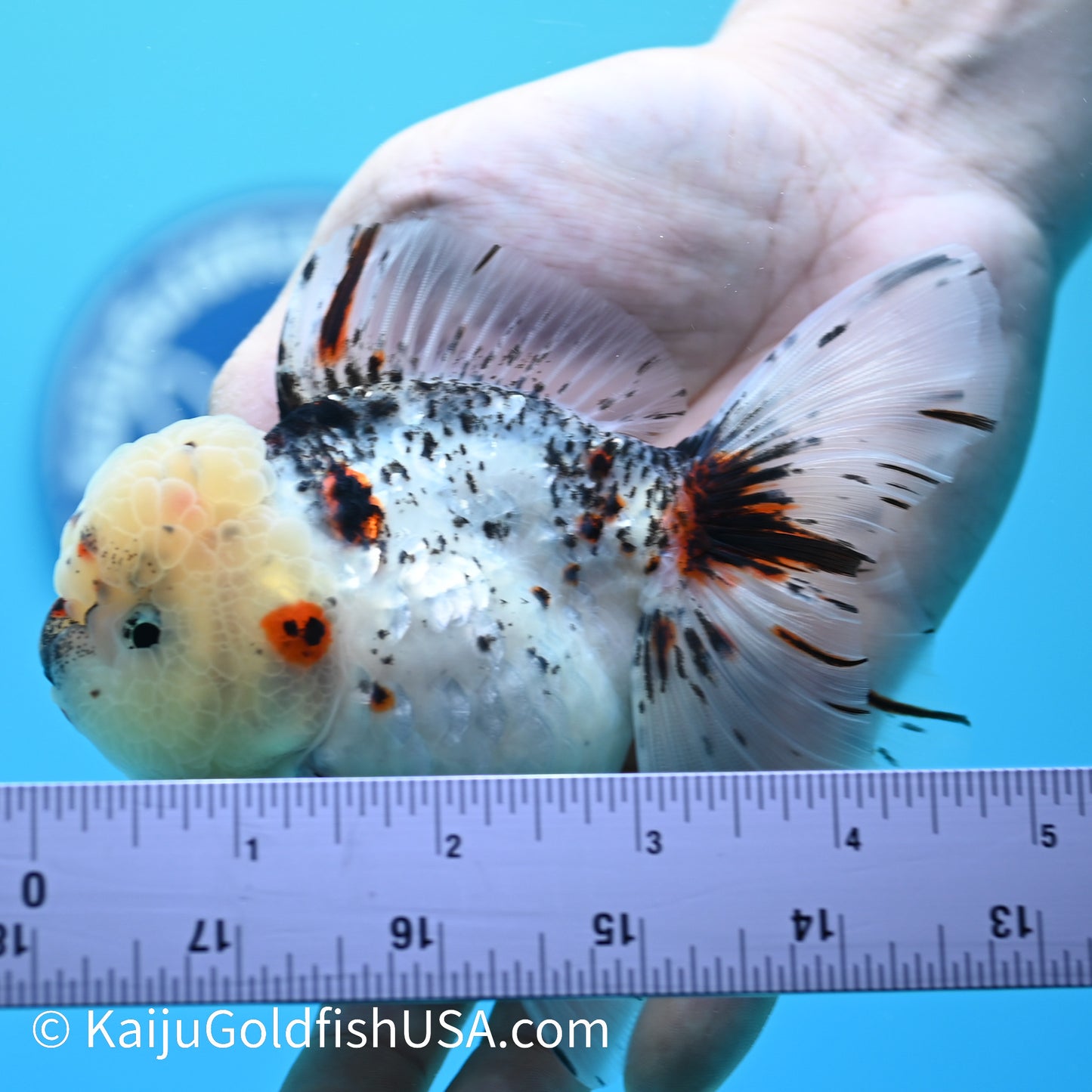 Granite Rose Tail Oranda 4 - 4.5 inches (240126_OR03) - Kaiju Goldfish USA