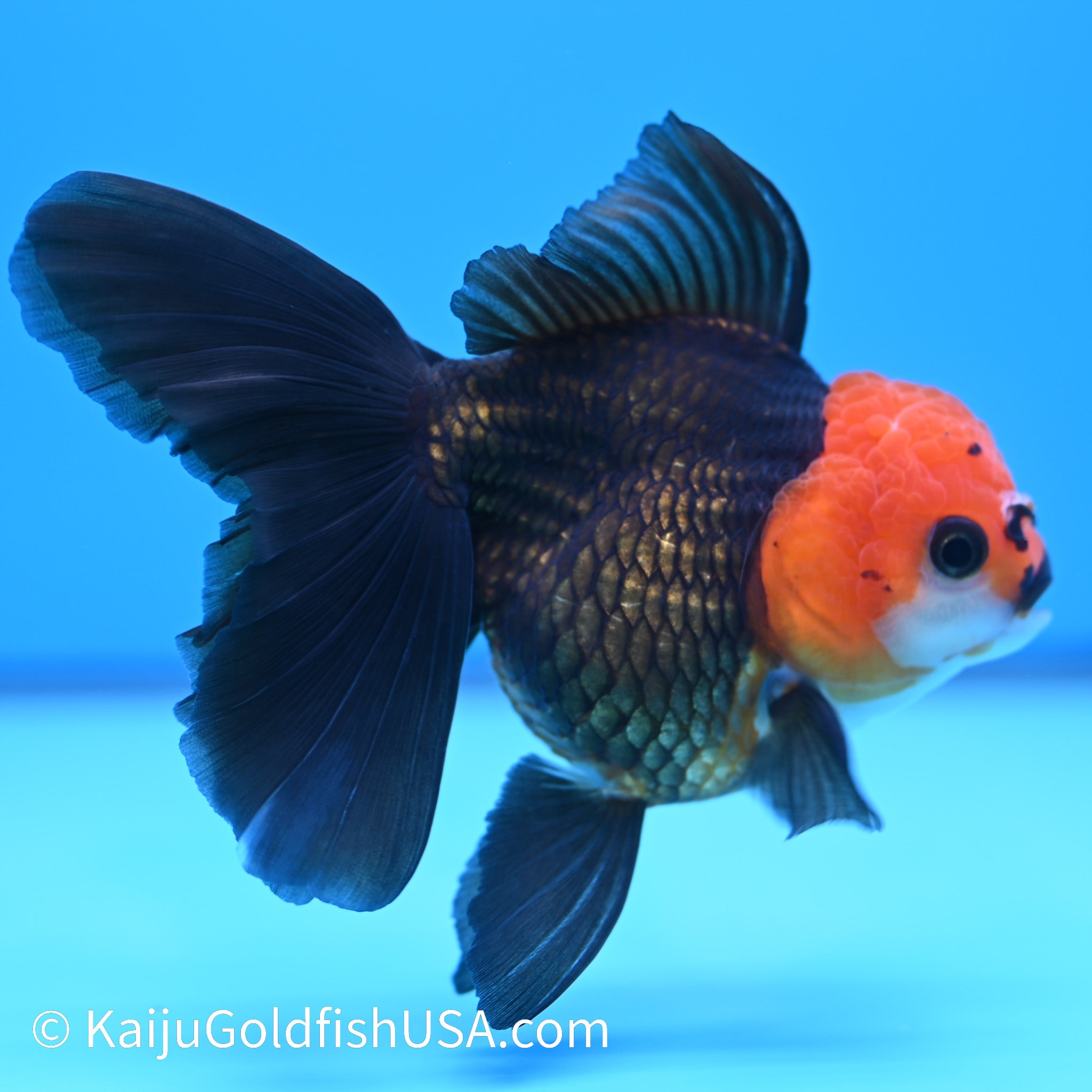 Red Head Black Oranda Goldfish | Black Oranda Goldfish for Sale | Kaiju ...