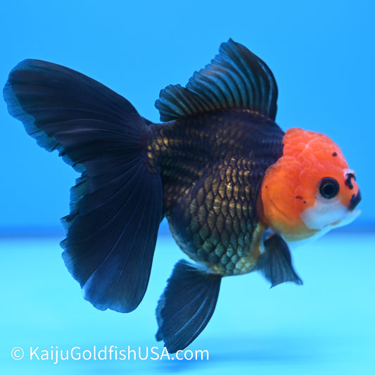 Black Red Head Rose Tail Oranda 4.5-5 inches (240126_OR04) - Kaiju Goldfish USA