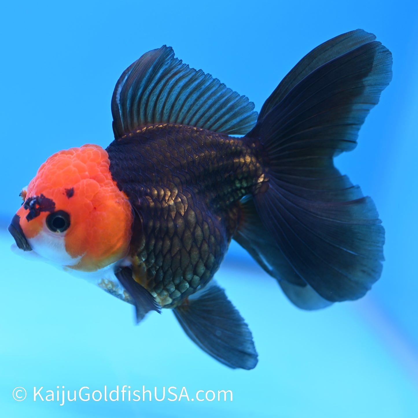 Black Red Head Rose Tail Oranda 4.5-5 inches (240126_OR04) - Kaiju Goldfish USA