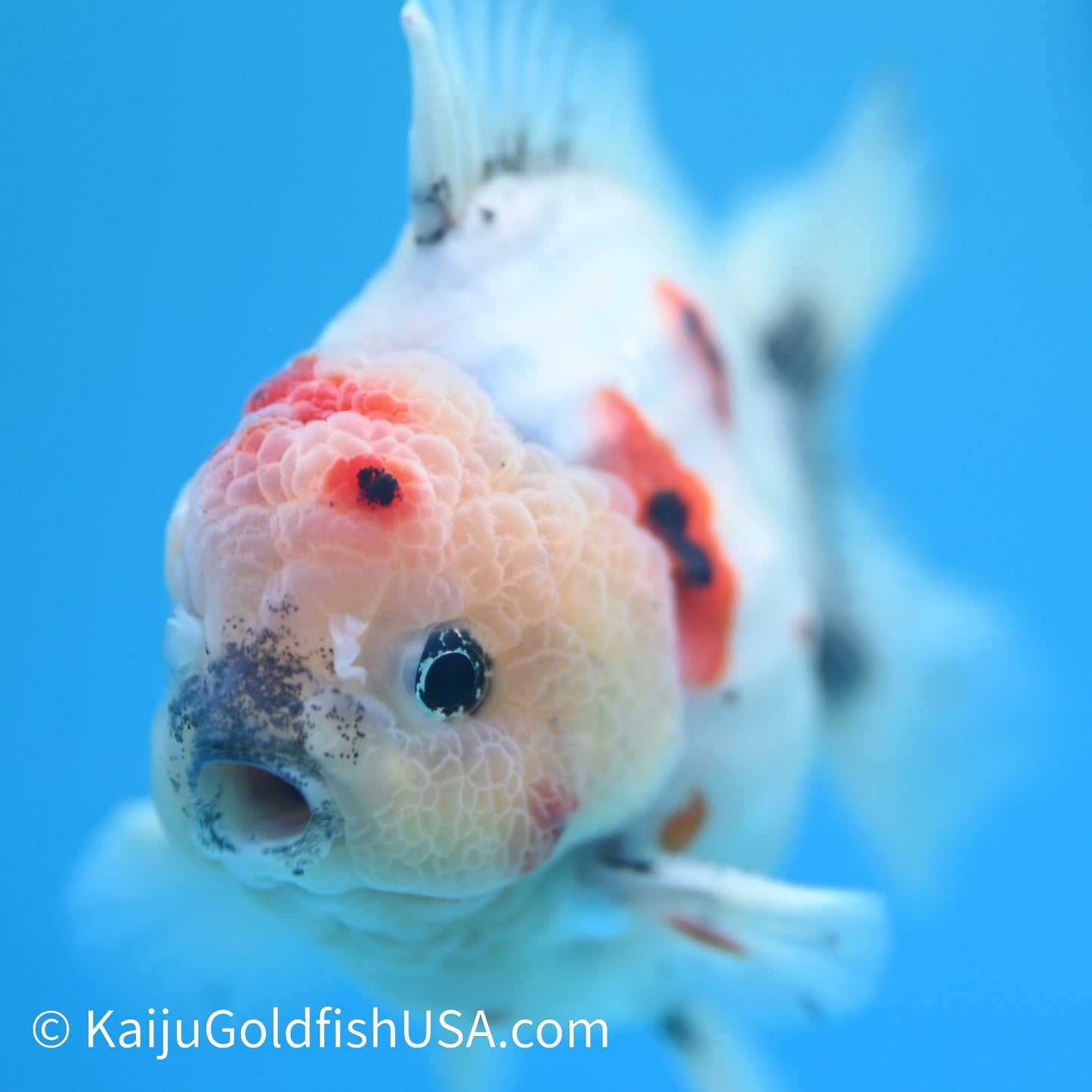 Tricolor Sakura YuanBao Oranda 4 - 4.5 inches (240126_OR05) - Kaiju Goldfish USA