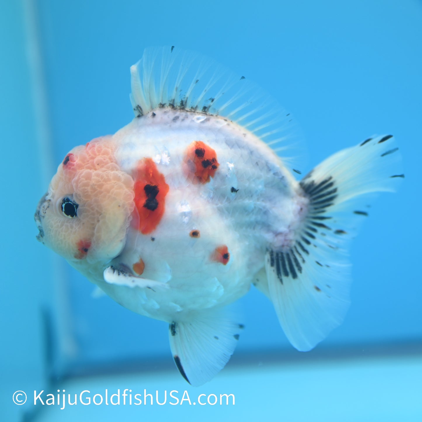 Tricolor Sakura YuanBao Oranda 4 - 4.5 inches (240126_OR05) - Kaiju Goldfish USA