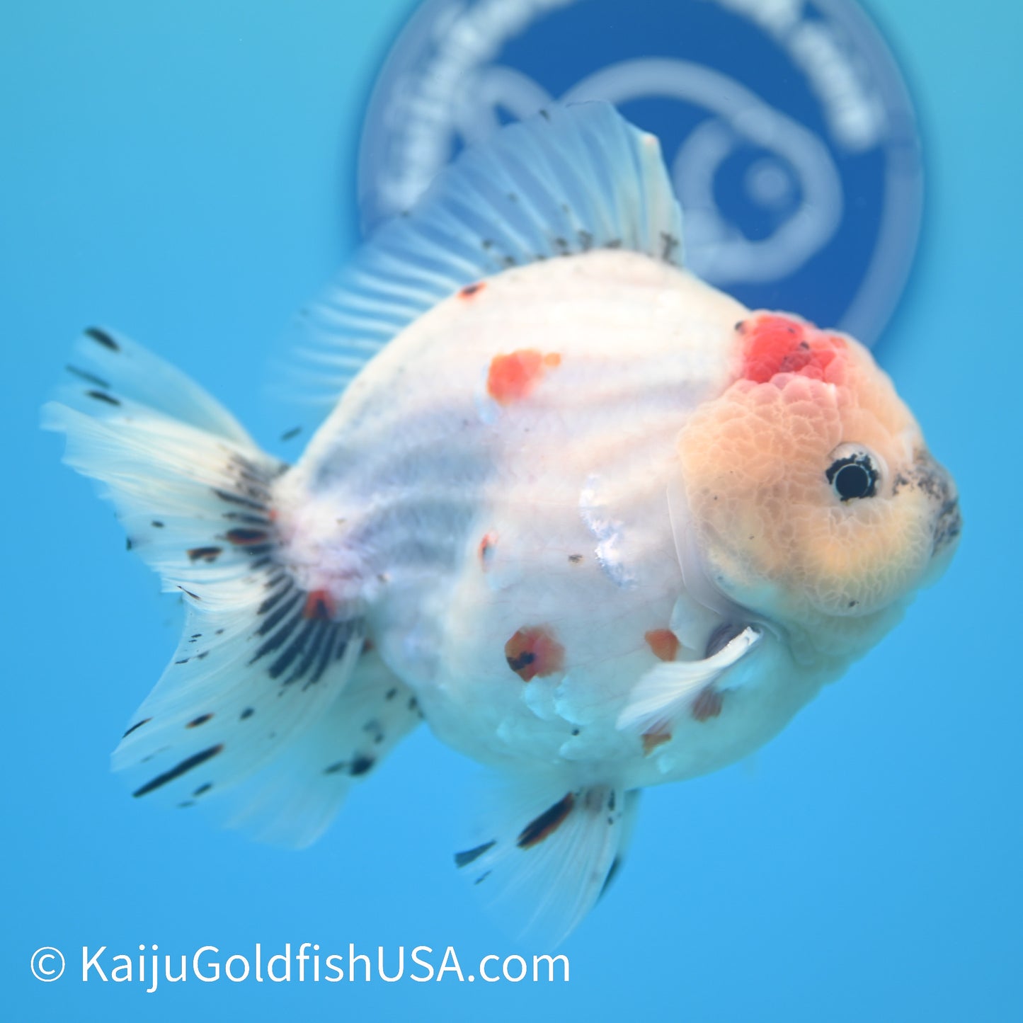 Tricolor Sakura YuanBao Oranda 4 - 4.5 inches (240126_OR05) - Kaiju Goldfish USA