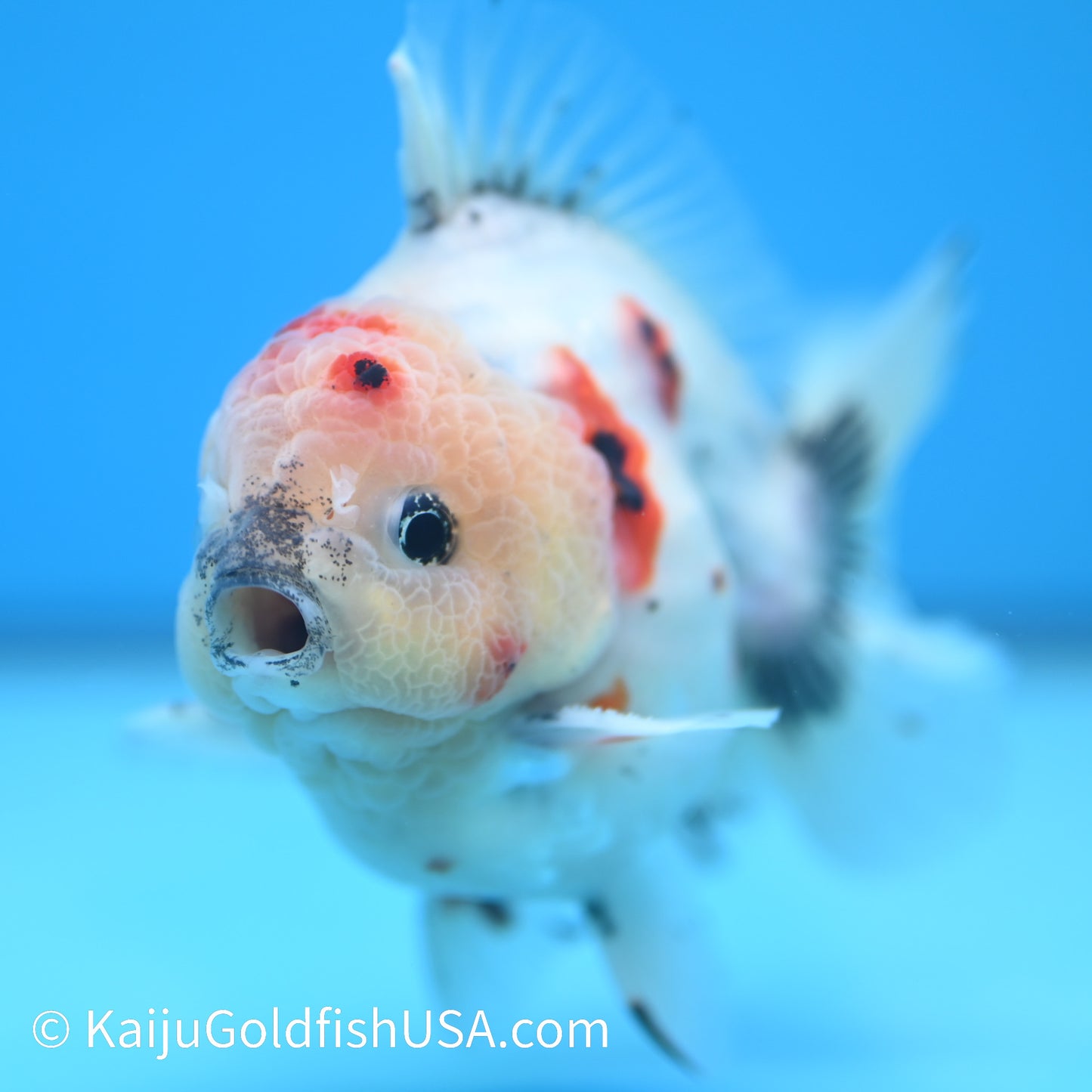 Tricolor Sakura YuanBao Oranda 4 - 4.5 inches (240126_OR05) - Kaiju Goldfish USA