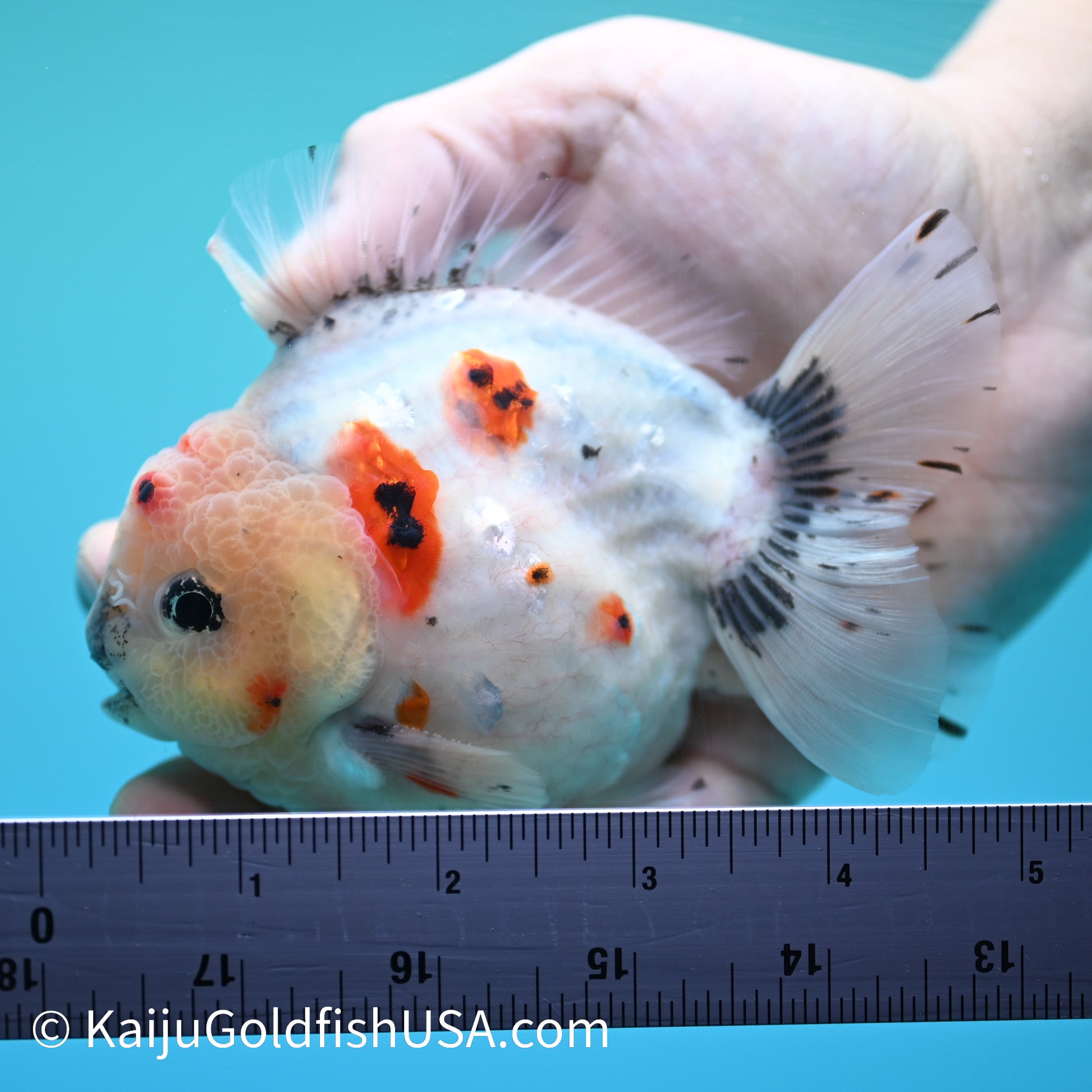 Tricolor Sakura YuanBao Oranda 4 - 4.5 inches (240126_OR05) - Kaiju Goldfish USA