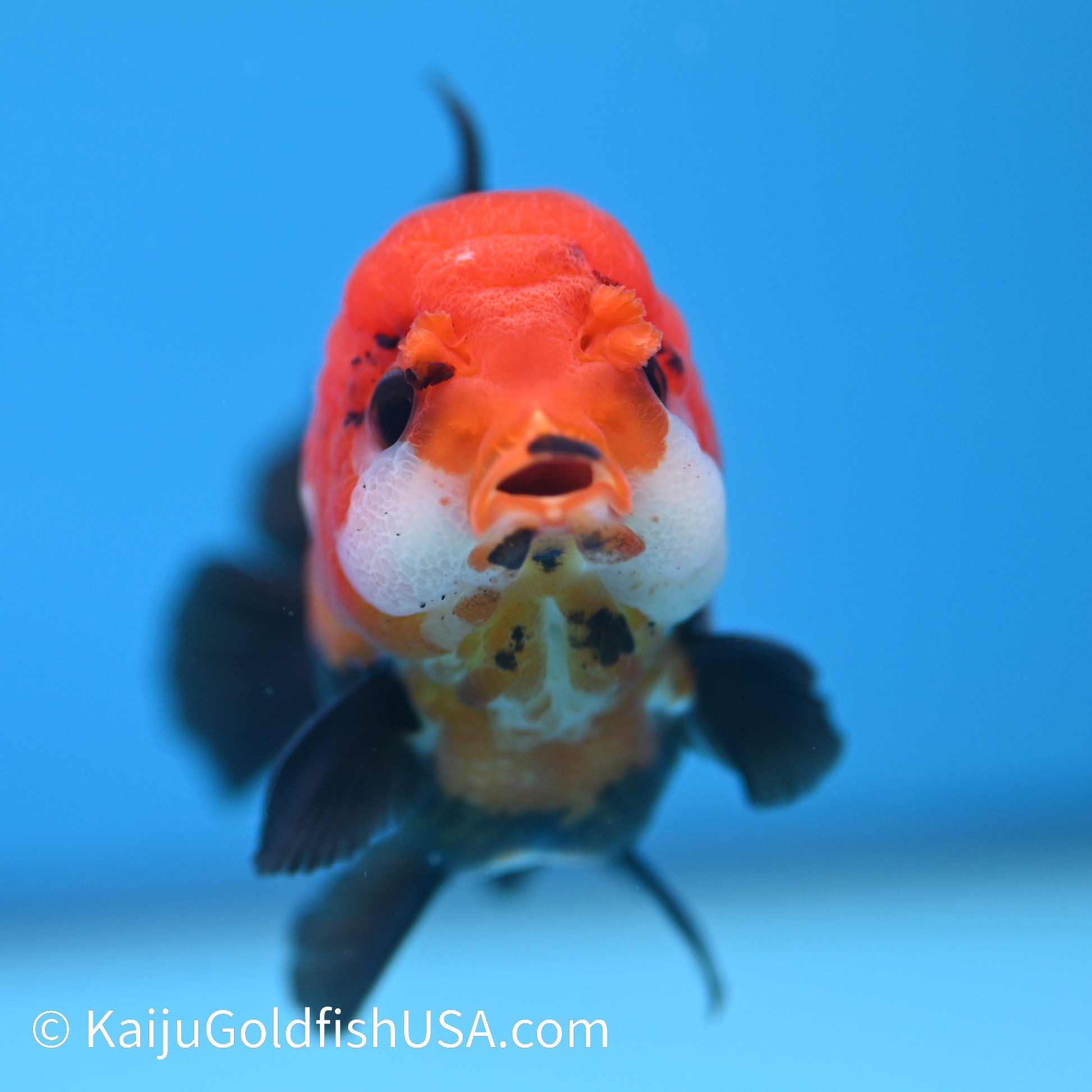 Tricolor Tuxedo Oranda 3.5-4 inches (240126_OR06) - Kaiju Goldfish USA