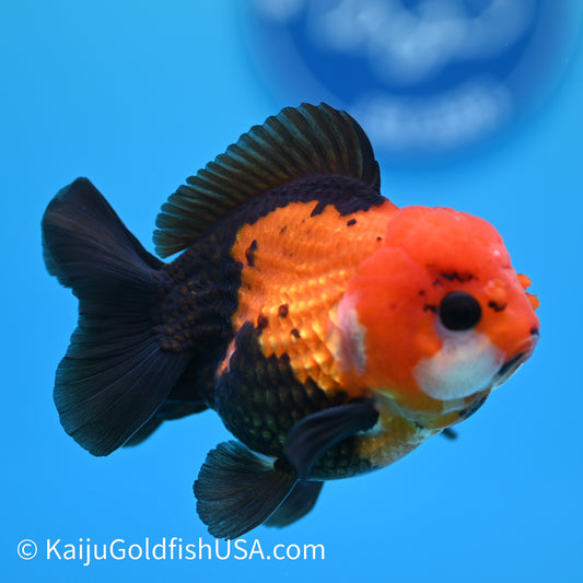 Tricolor Tuxedo Oranda 3.5-4 inches (240126_OR06) - Kaiju Goldfish USA