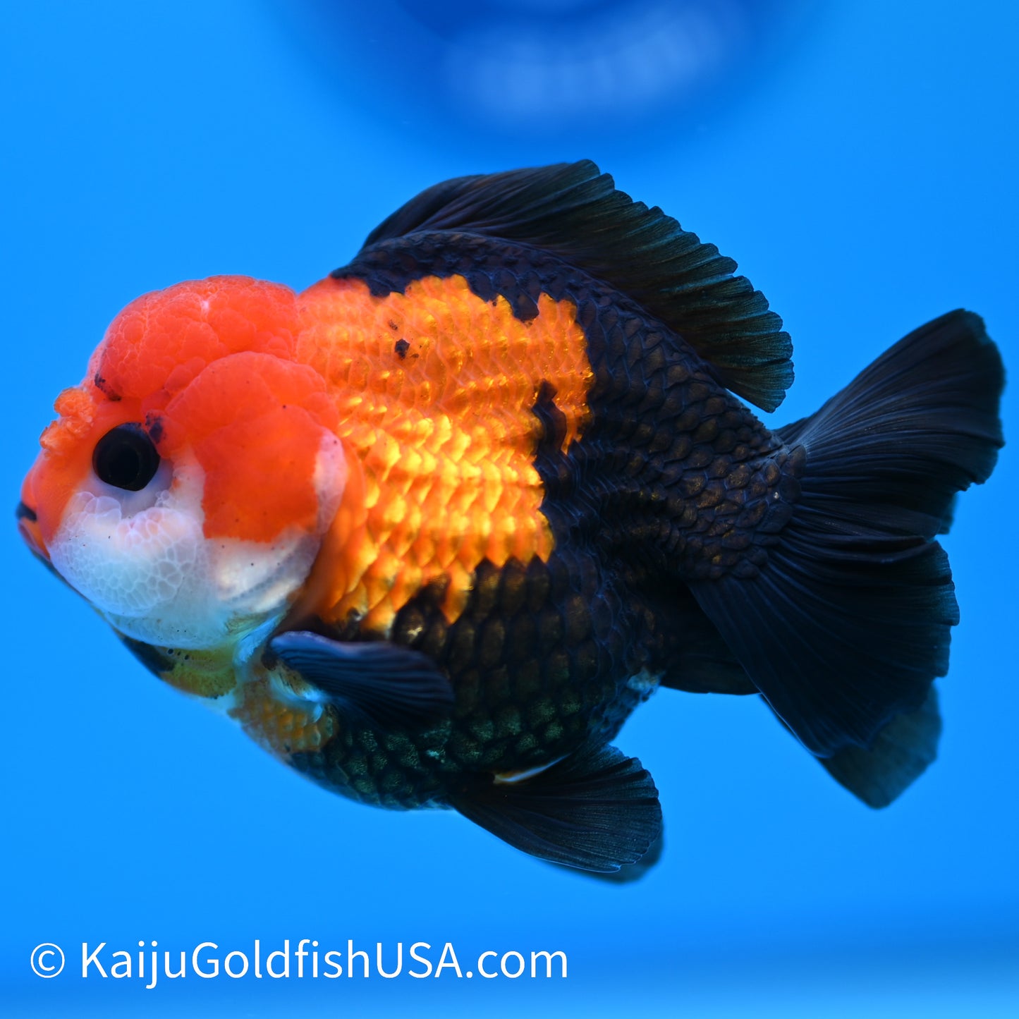 Tricolor Tuxedo Oranda 3.5-4 inches (240126_OR06) - Kaiju Goldfish USA