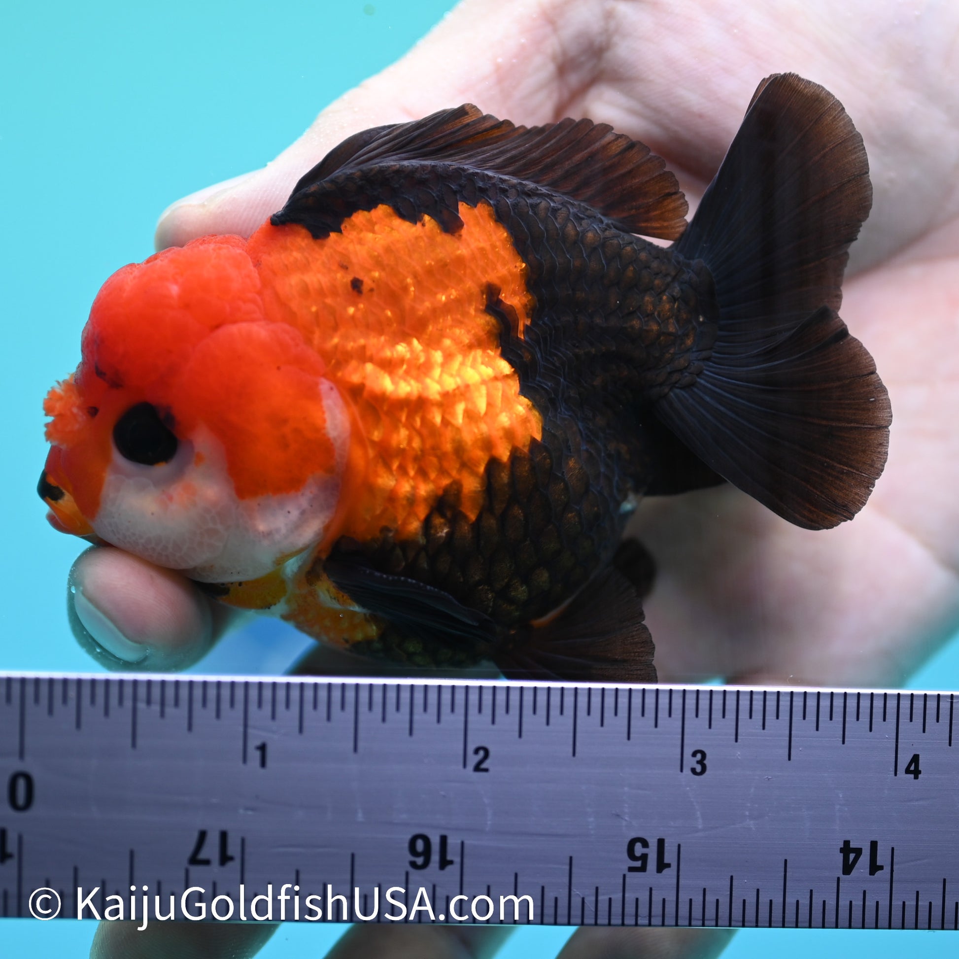 Tricolor Tuxedo Oranda 3.5-4 inches (240126_OR06) - Kaiju Goldfish USA