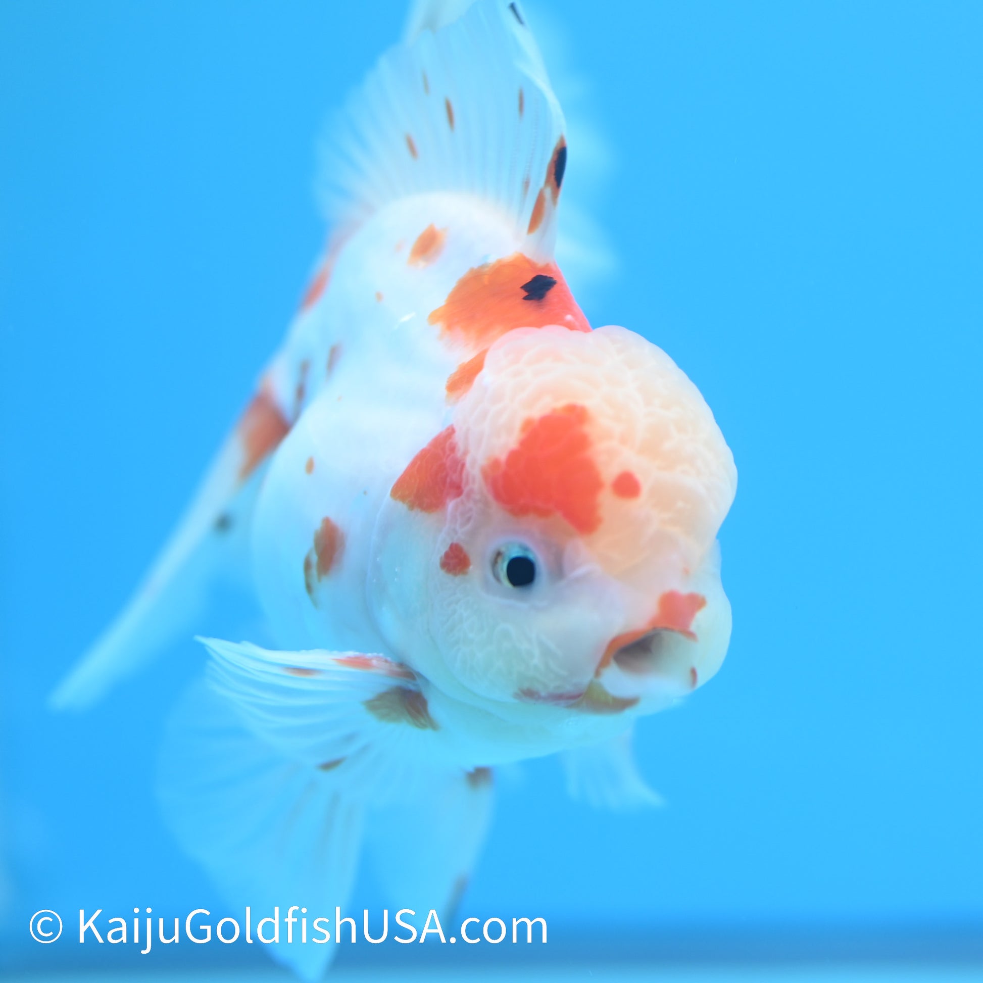 Sakura Rose Tail Oranda 5-5.5 inches (240126_OR07) - Kaiju Goldfish USA