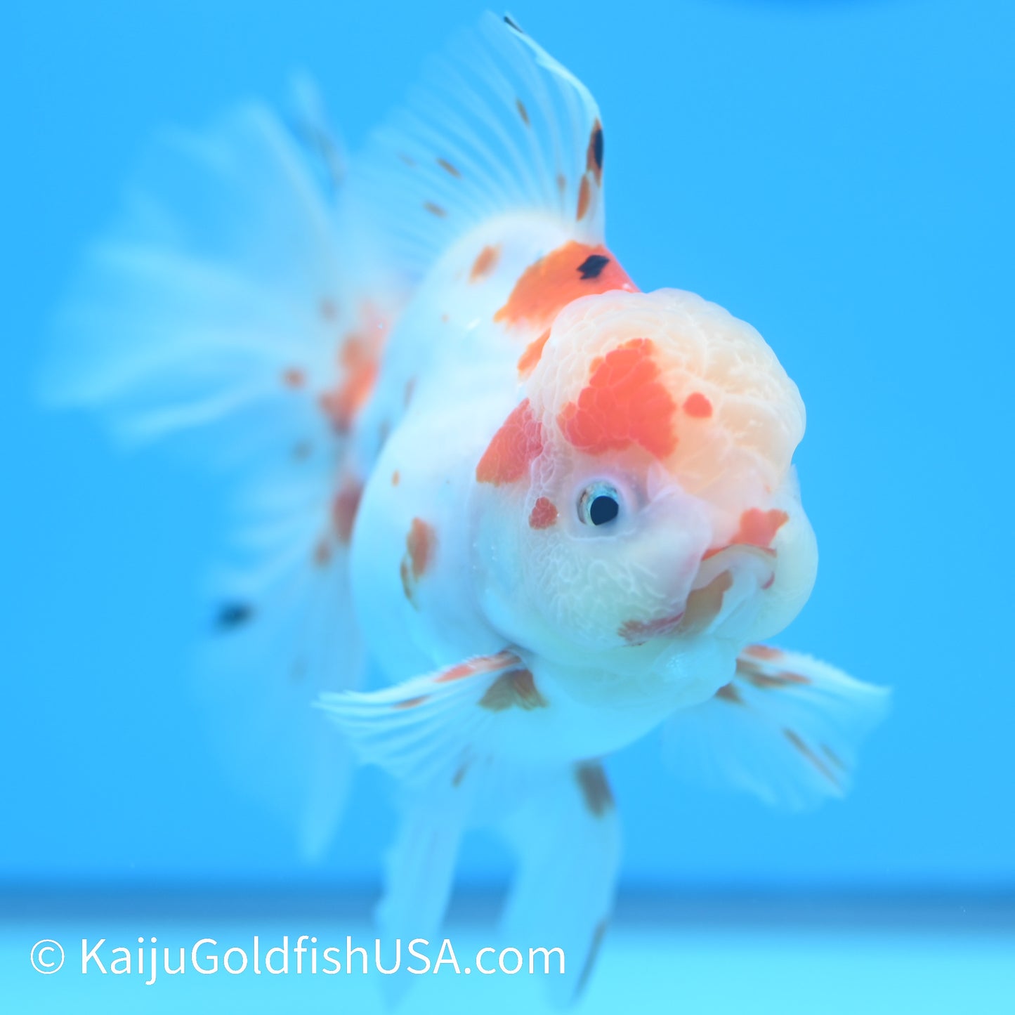 Sakura Rose Tail Oranda 5-5.5 inches (240126_OR07) - Kaiju Goldfish USA