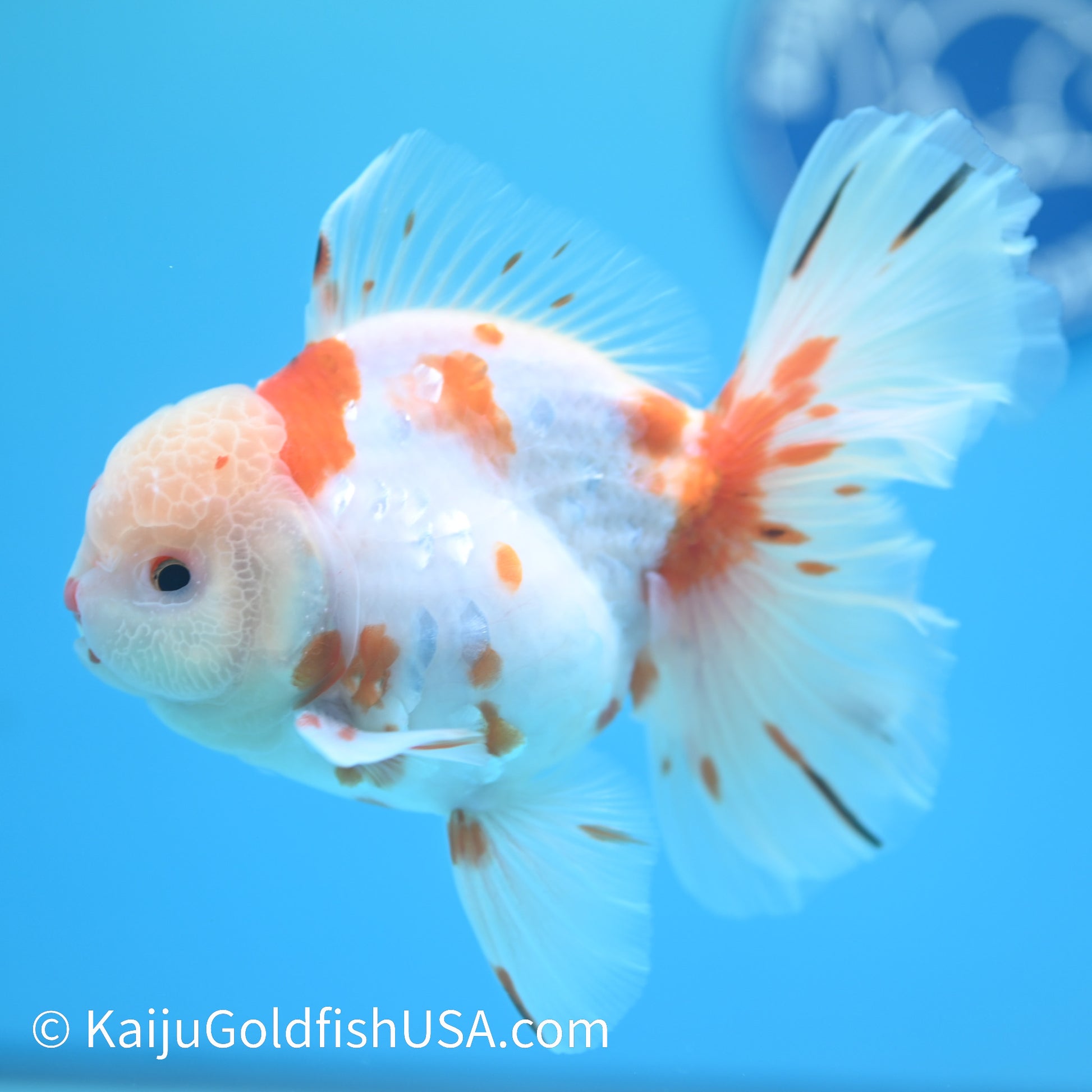 Sakura Rose Tail Oranda 5-5.5 inches (240126_OR07) - Kaiju Goldfish USA