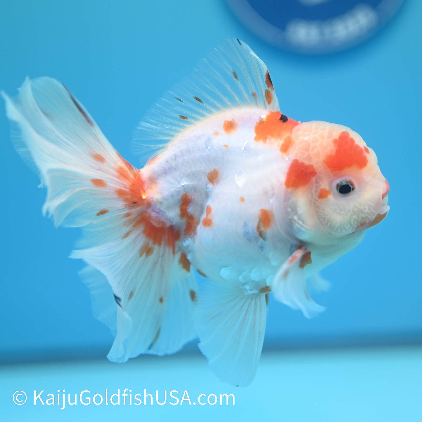 Sakura Rose Tail Oranda 5-5.5 inches (240126_OR07) - Kaiju Goldfish USA