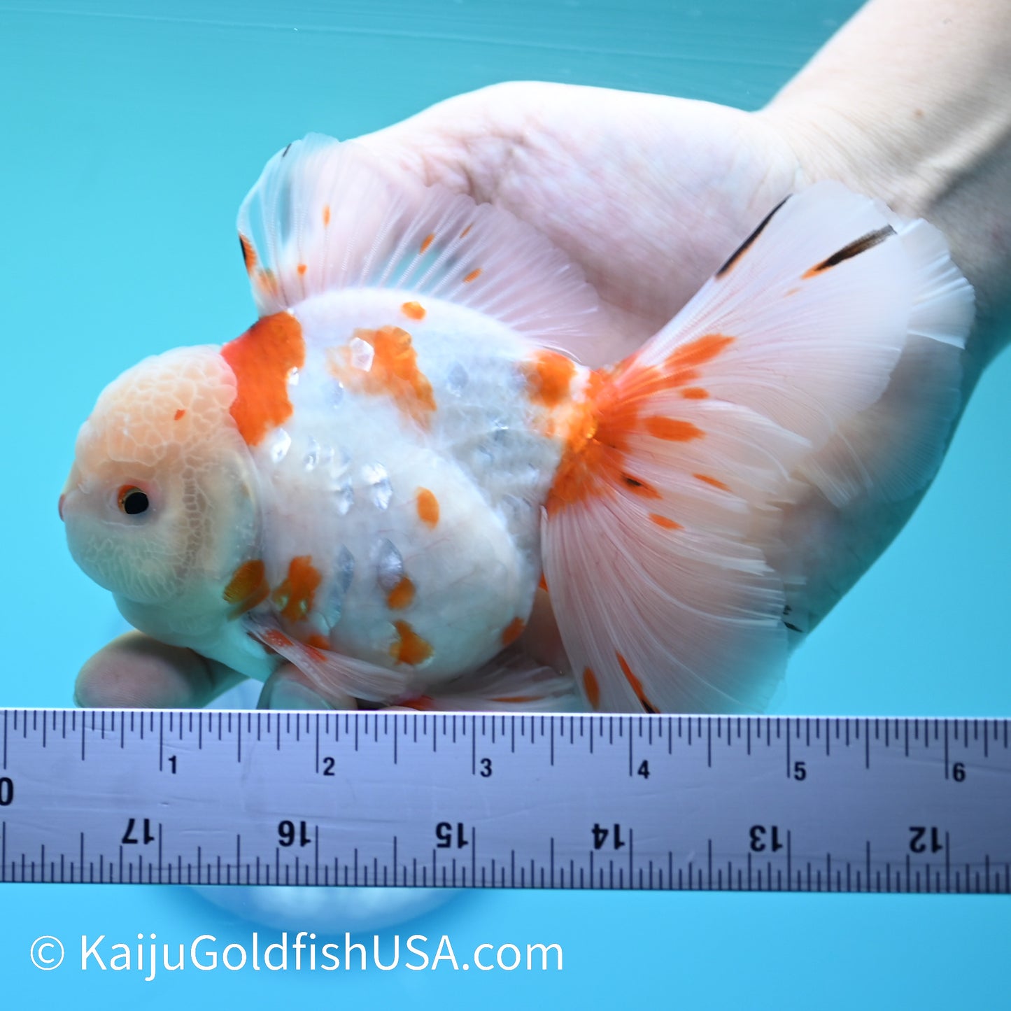 Sakura Rose Tail Oranda 5-5.5 inches (240126_OR07) - Kaiju Goldfish USA