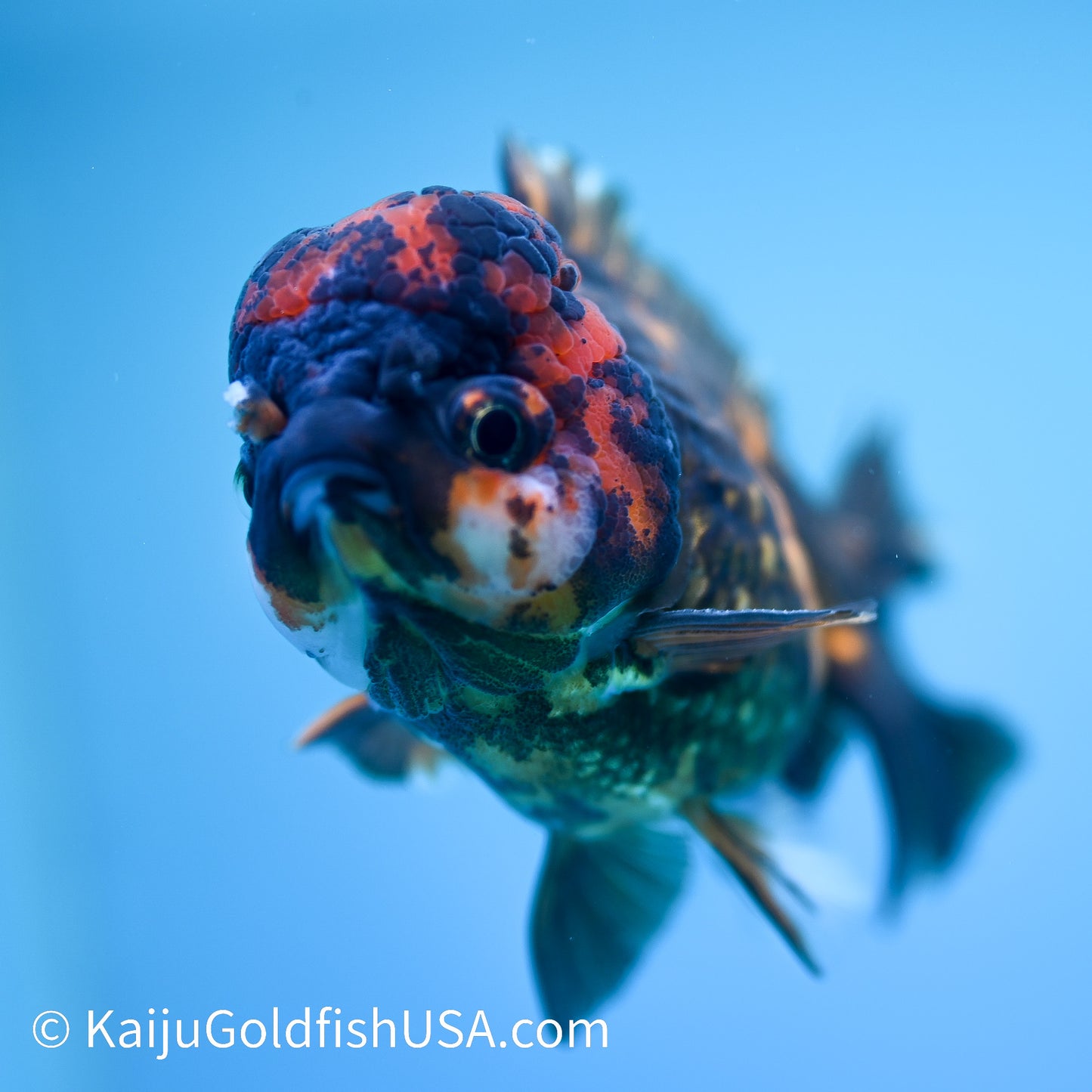 Heavy Ink Tiger YuanBao 4-4.5 inches (240126_YB01) - Kaiju Goldfish USA