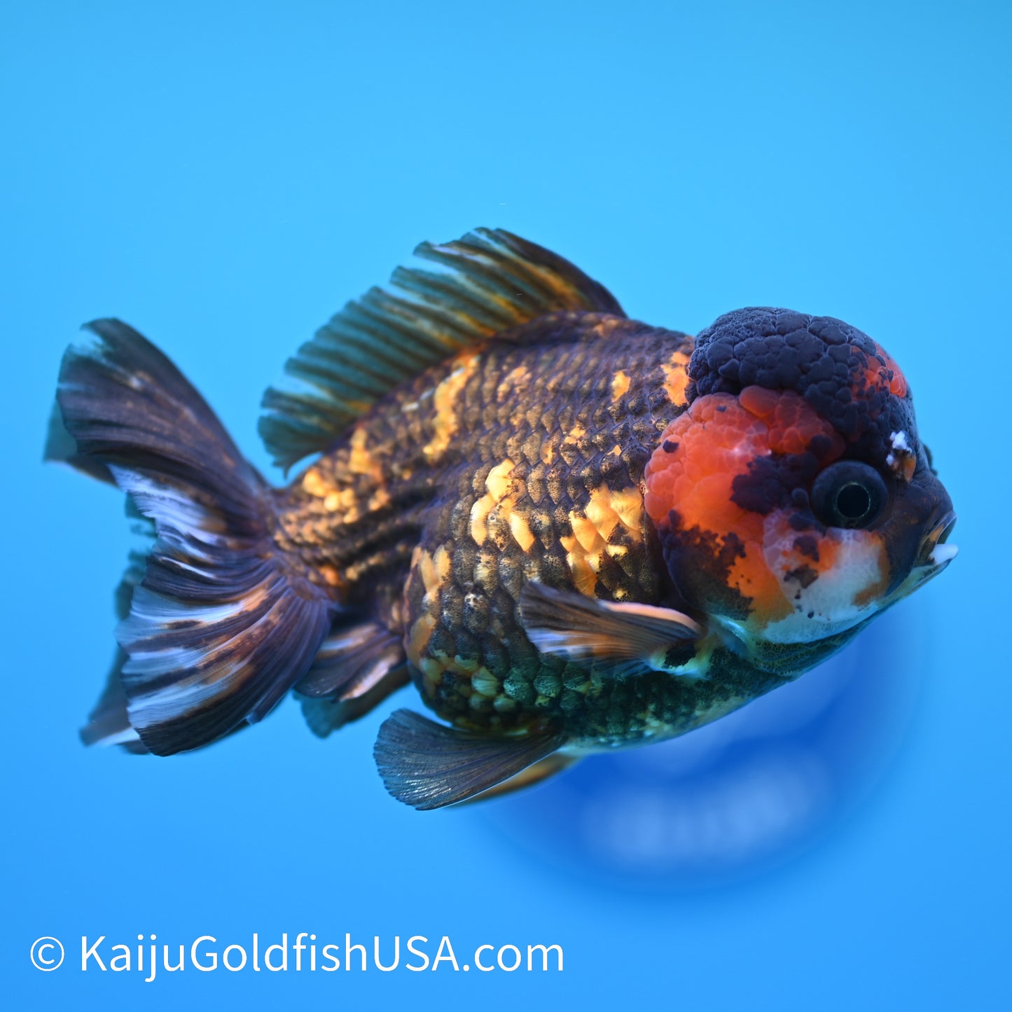 Heavy Ink Tiger YuanBao 4-4.5 inches (240126_YB01) - Kaiju Goldfish USA