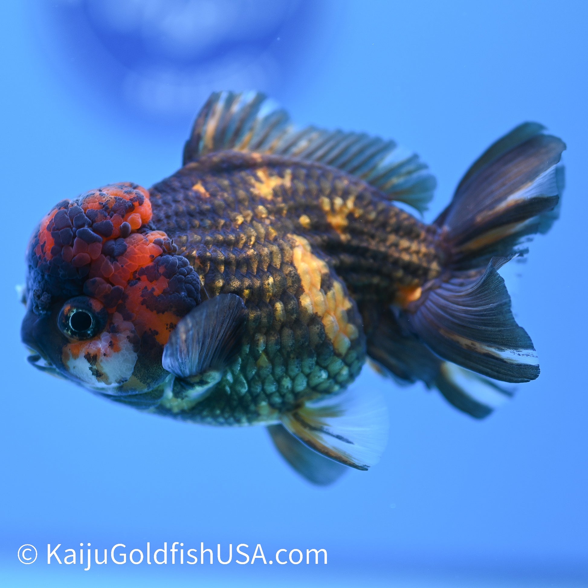 Heavy Ink Tiger YuanBao 4-4.5 inches (240126_YB01) - Kaiju Goldfish USA