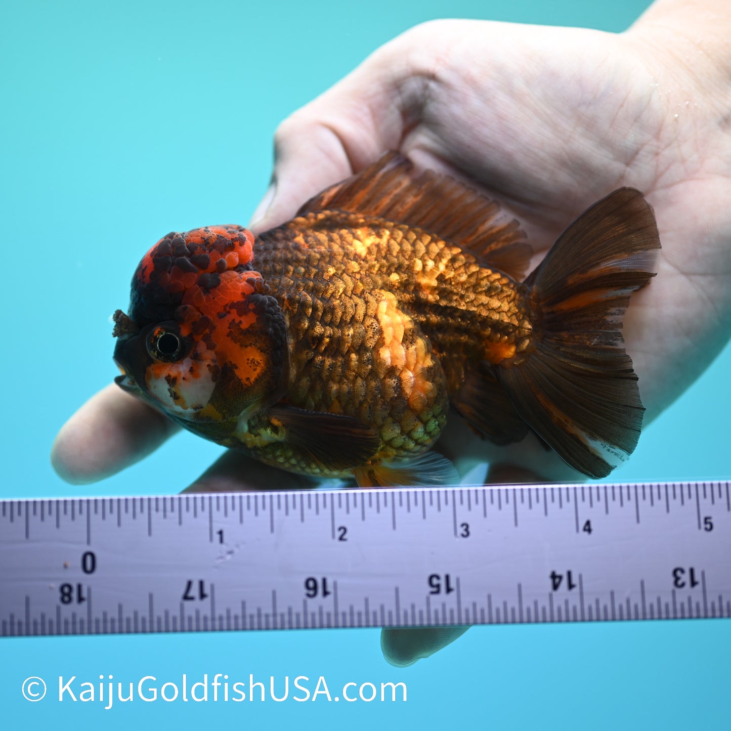 Heavy Ink Tiger YuanBao 4-4.5 inches (240126_YB01) - Kaiju Goldfish USA