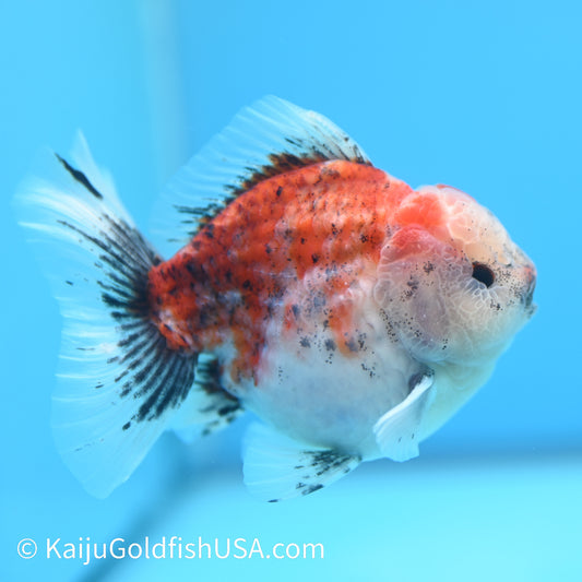 Tricolor Sakura YuanBao Oranda 3.5-4 inches (240126_OR10) - Kaiju Goldfish USA