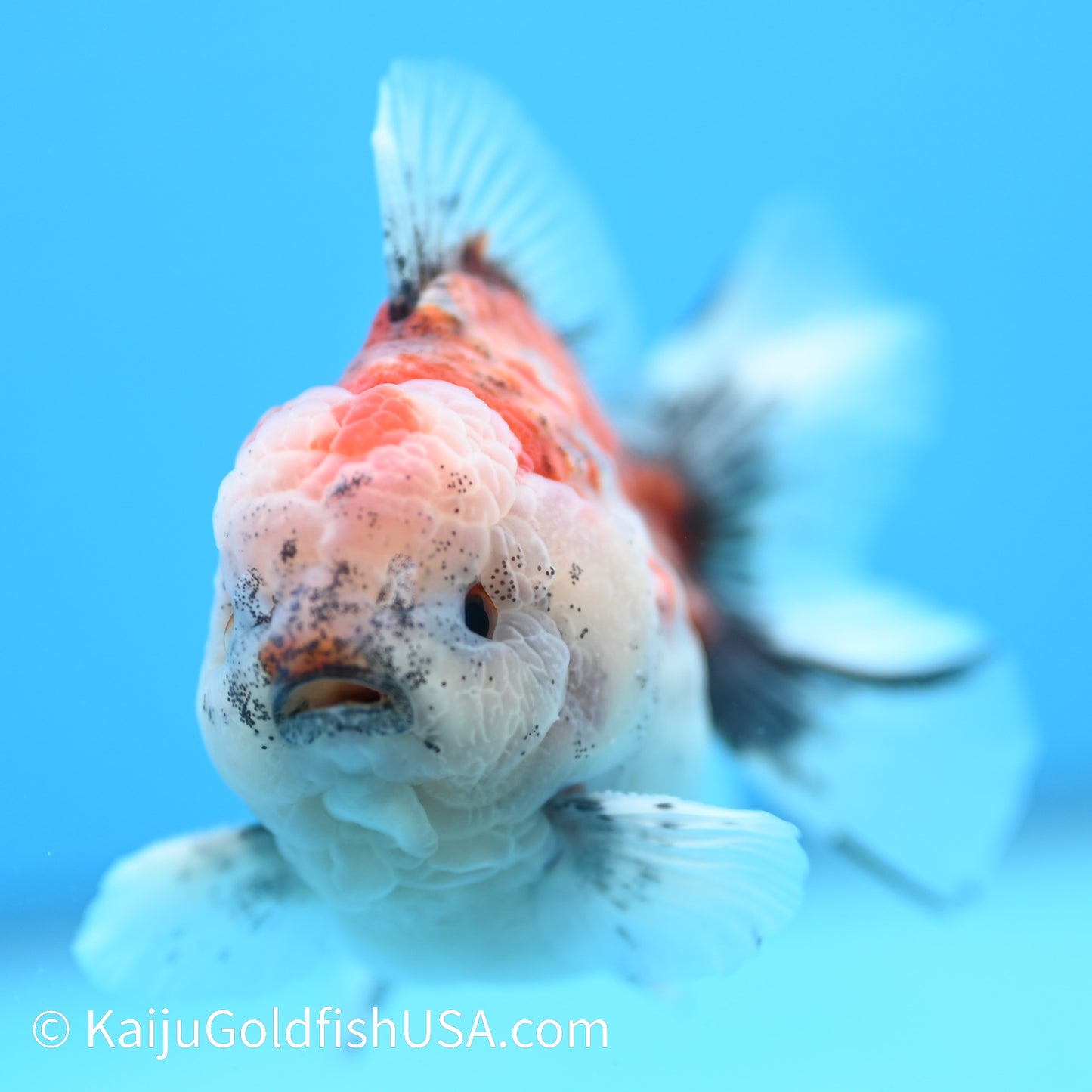 Tricolor Sakura YuanBao Oranda 3.5-4 inches (240126_OR10) - Kaiju Goldfish USA