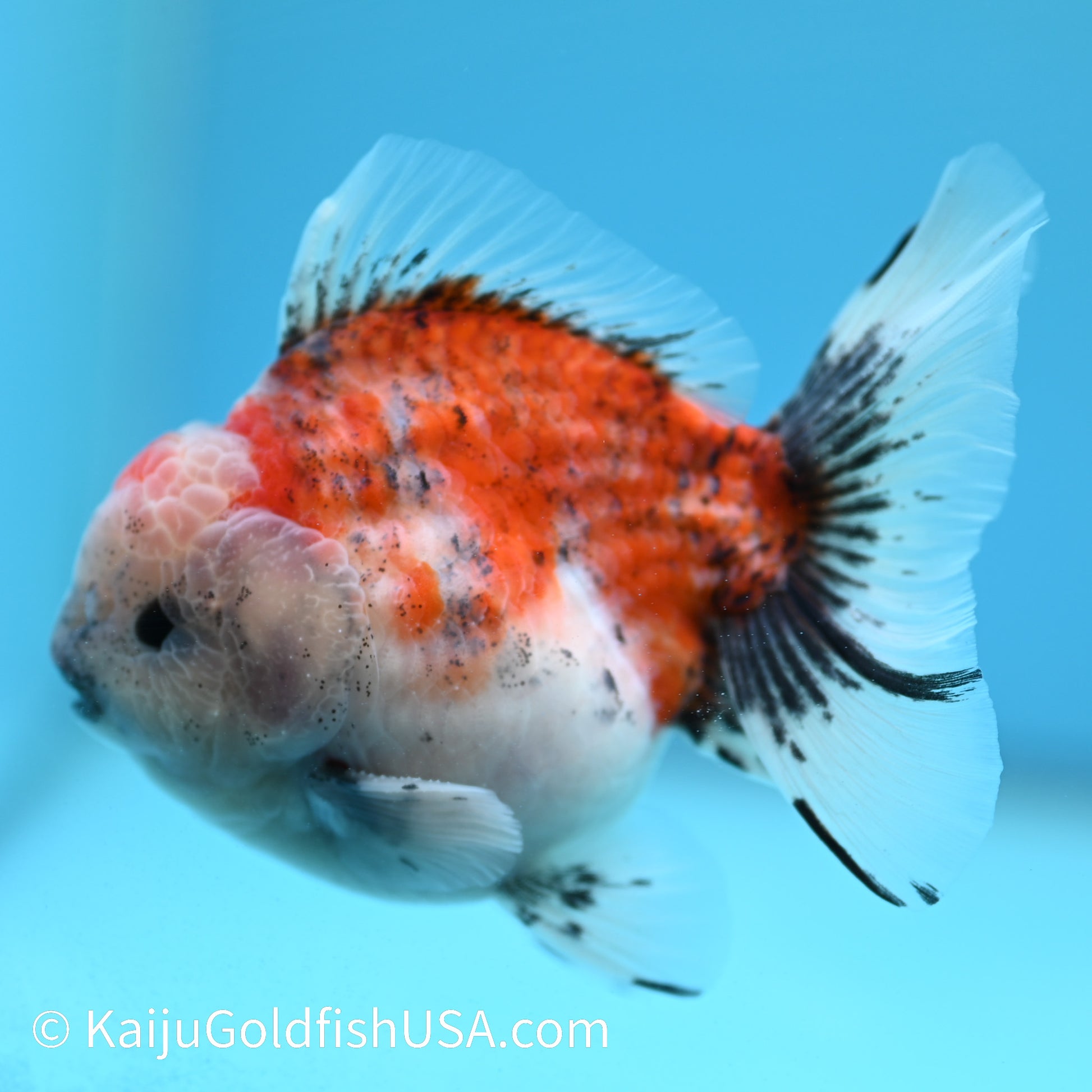 Tricolor Sakura YuanBao Oranda 3.5-4 inches (240126_OR10) - Kaiju Goldfish USA