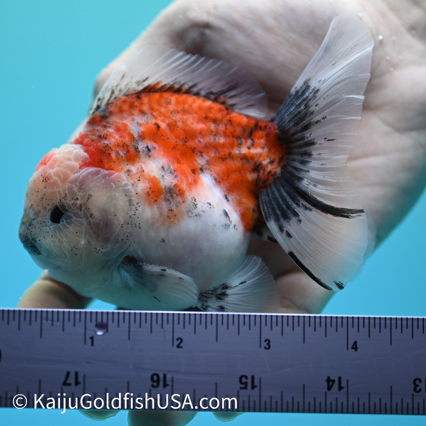 Tricolor Sakura YuanBao Oranda 3.5-4 inches (240126_OR10) - Kaiju Goldfish USA