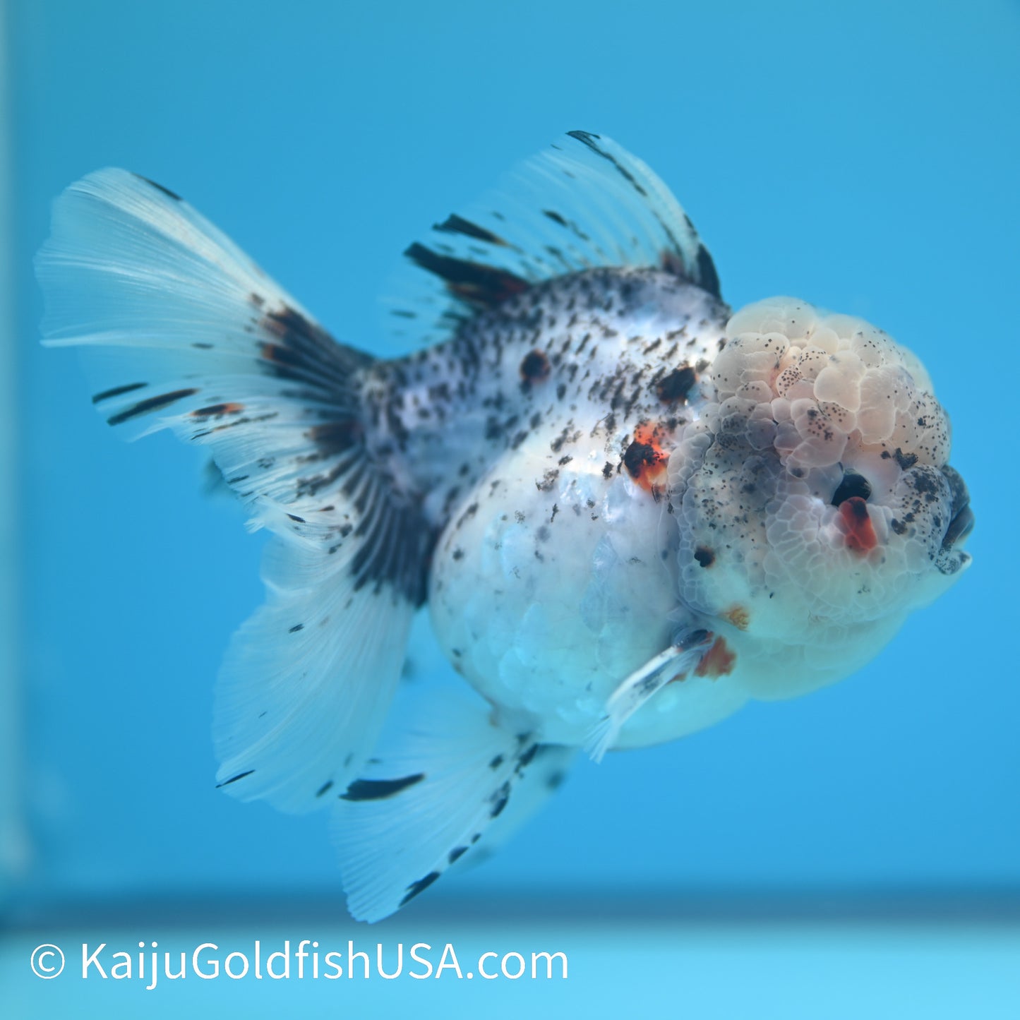 Granite Calico Rose Tail Oranda 4.5-5 inches (240126_OR08) - Kaiju Goldfish USA