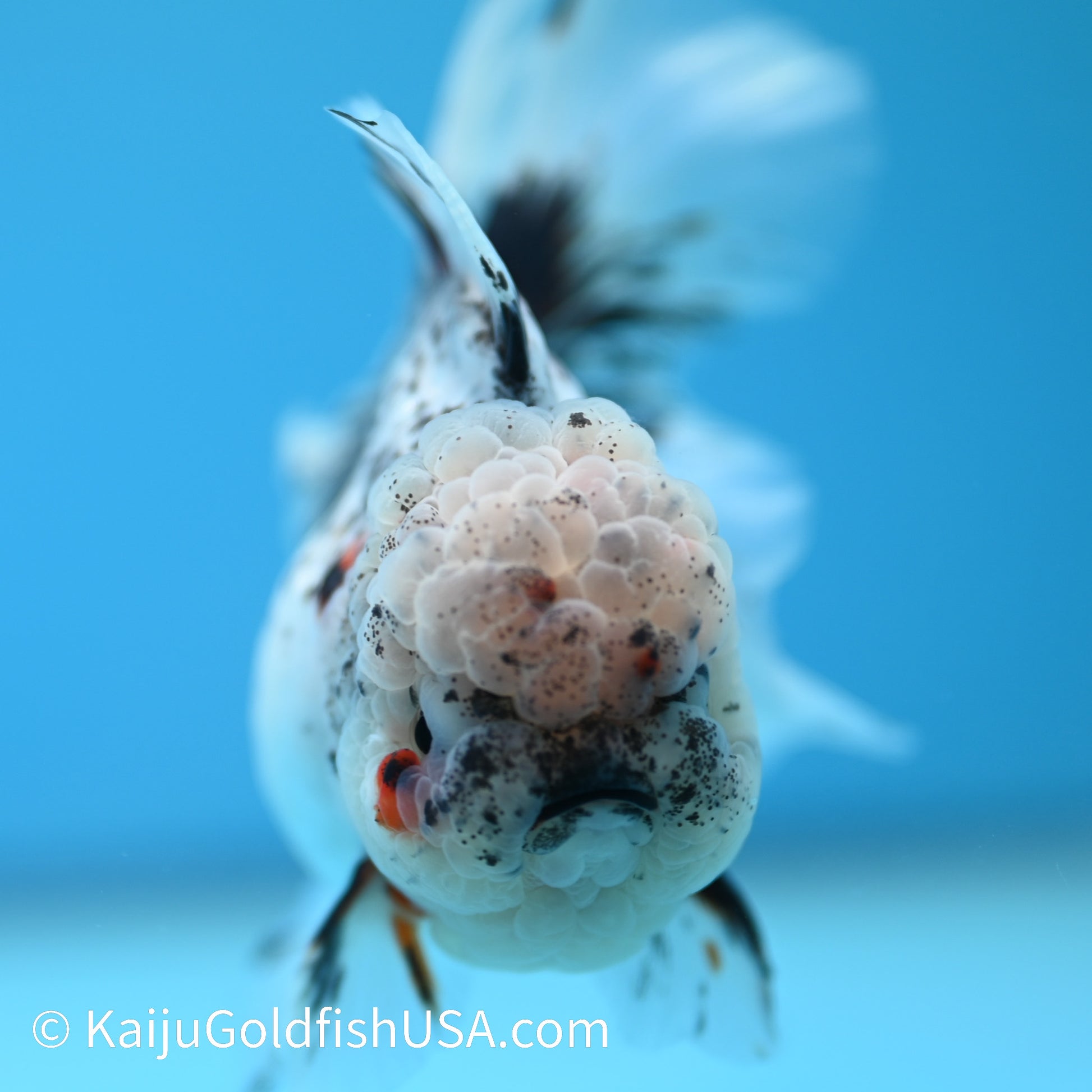 Granite Calico Rose Tail Oranda 4.5-5 inches (240126_OR08) - Kaiju Goldfish USA