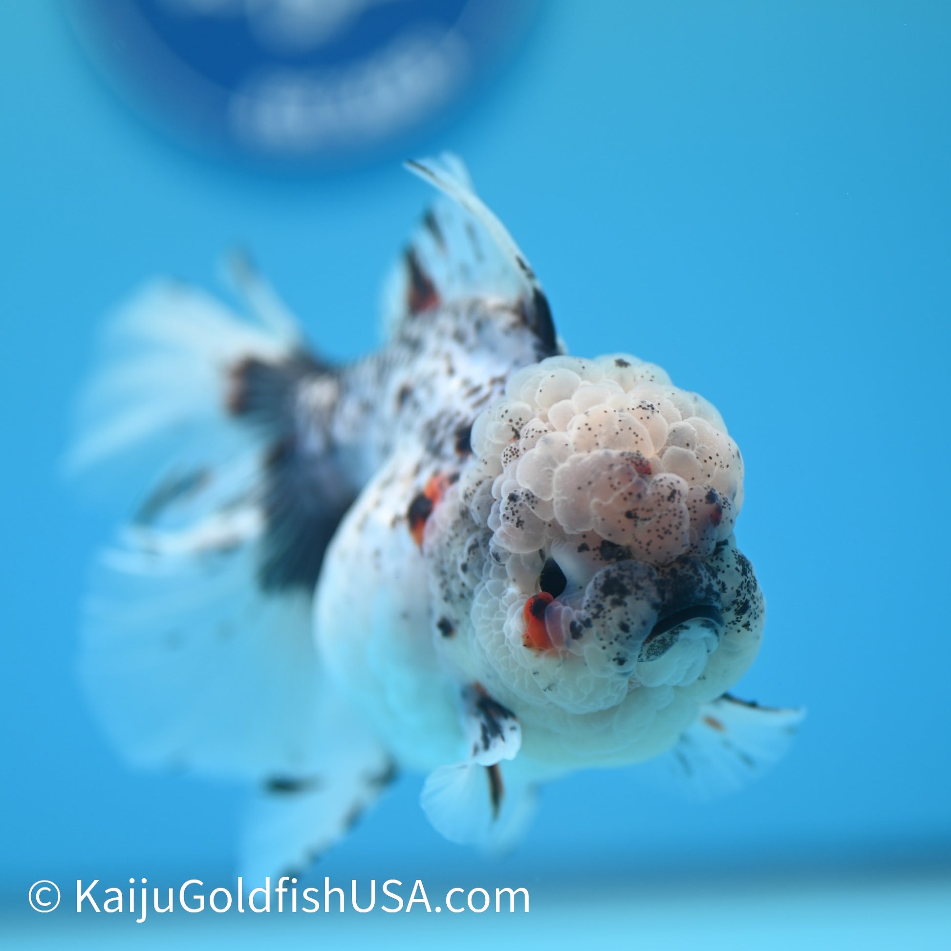 Granite Calico Rose Tail Oranda 4.5-5 inches (240126_OR08) - Kaiju Goldfish USA