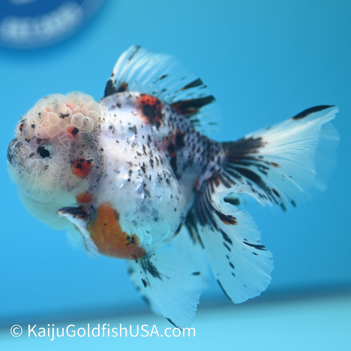 Granite Calico Rose Tail Oranda 4.5-5 inches (240126_OR08) - Kaiju Goldfish USA