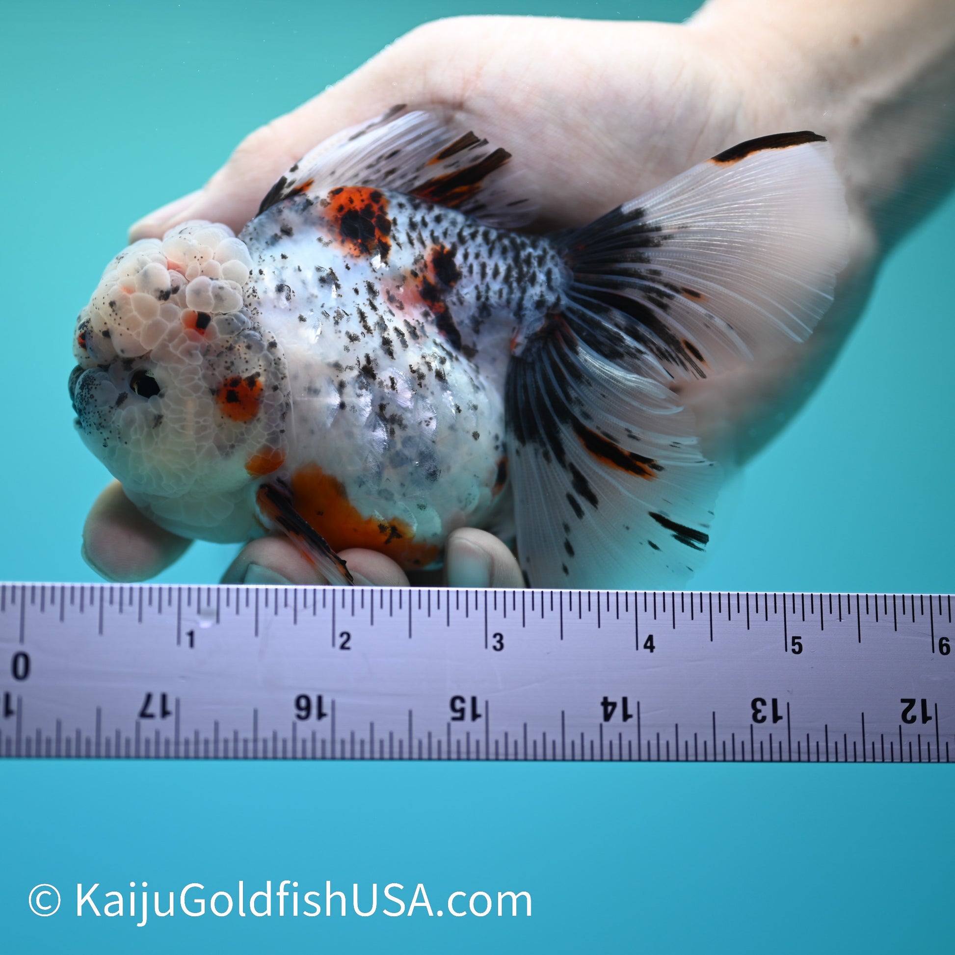 Granite Calico Rose Tail Oranda 4.5-5 inches (240126_OR08) - Kaiju Goldfish USA