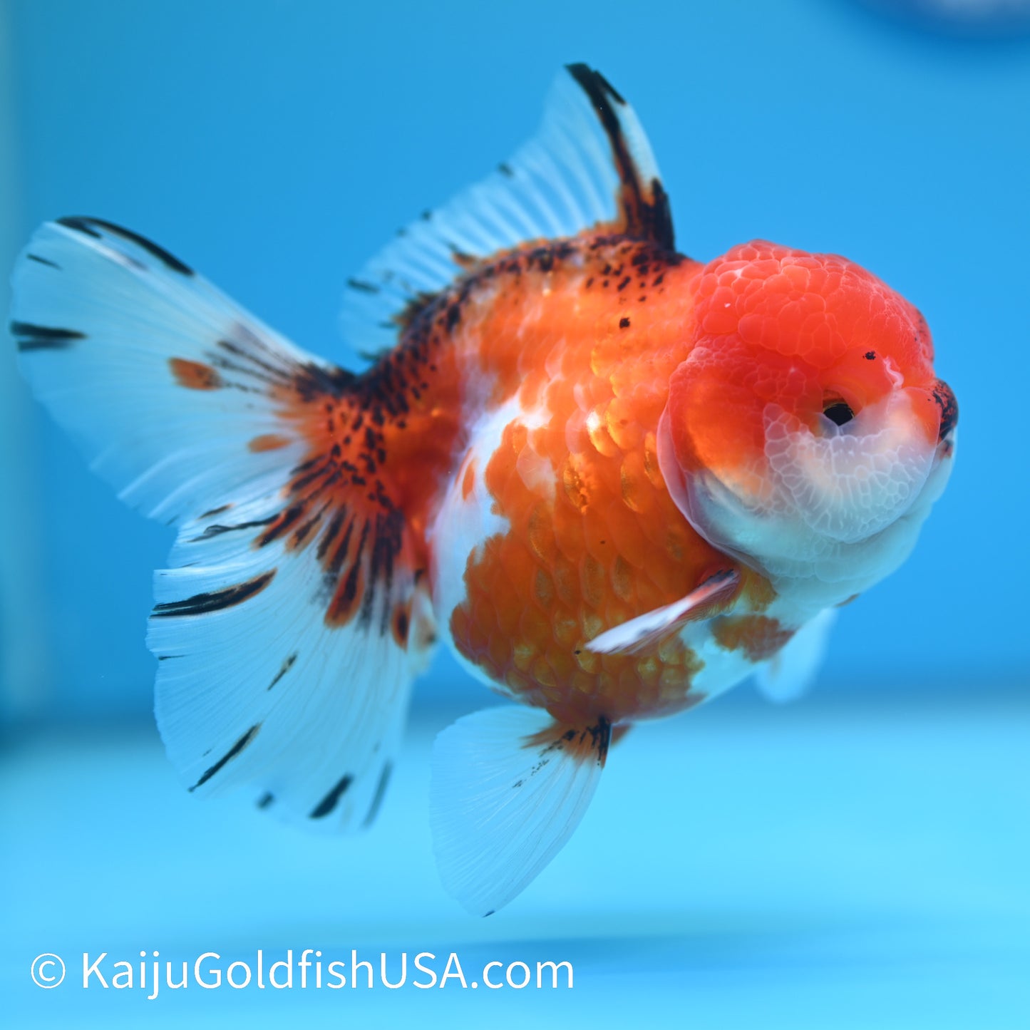 Tricolor Sakura Rose Tail Oranda 4-4.5 inches (240126_OR09) - Kaiju Goldfish USA