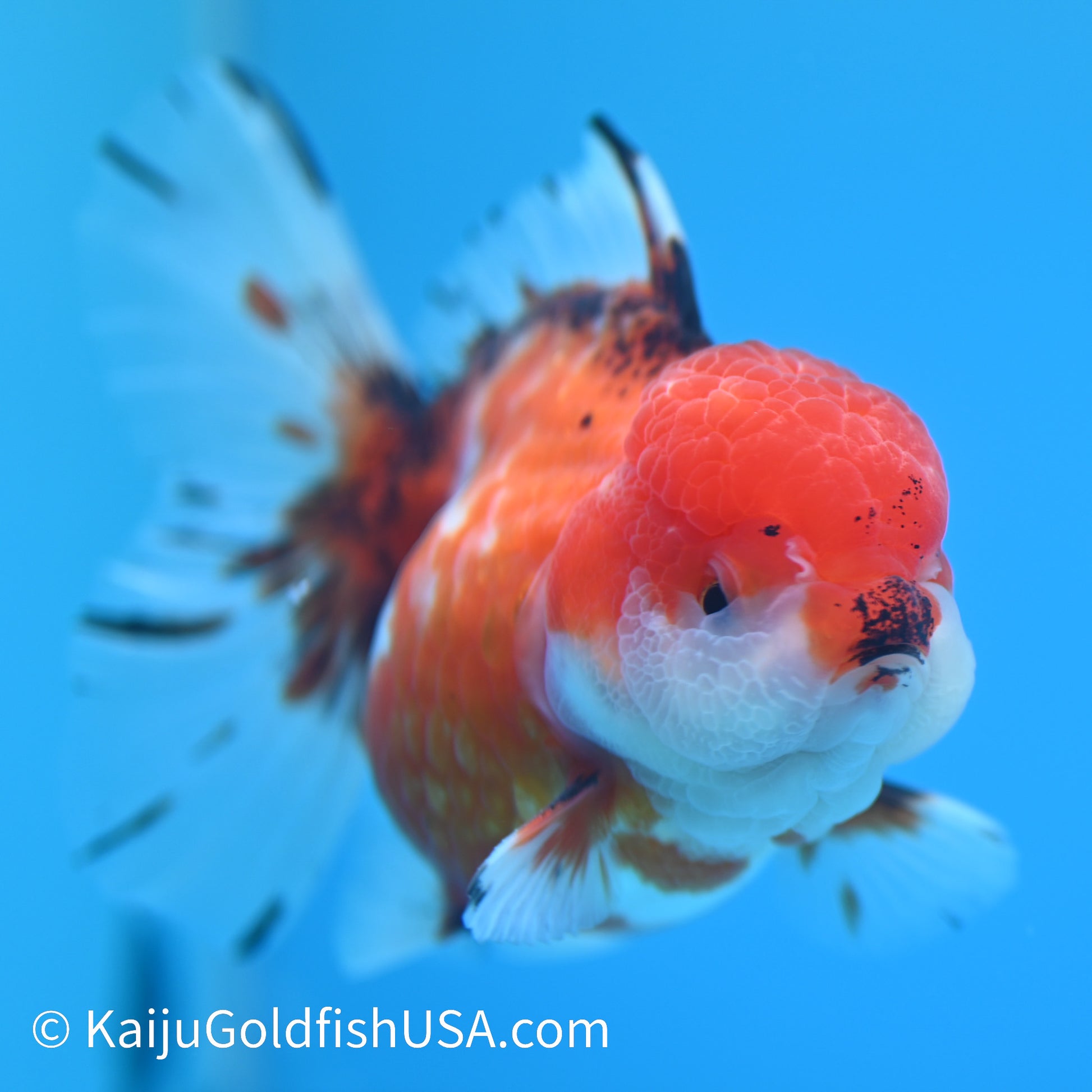 Tricolor Sakura Rose Tail Oranda 4-4.5 inches (240126_OR09) - Kaiju Goldfish USA