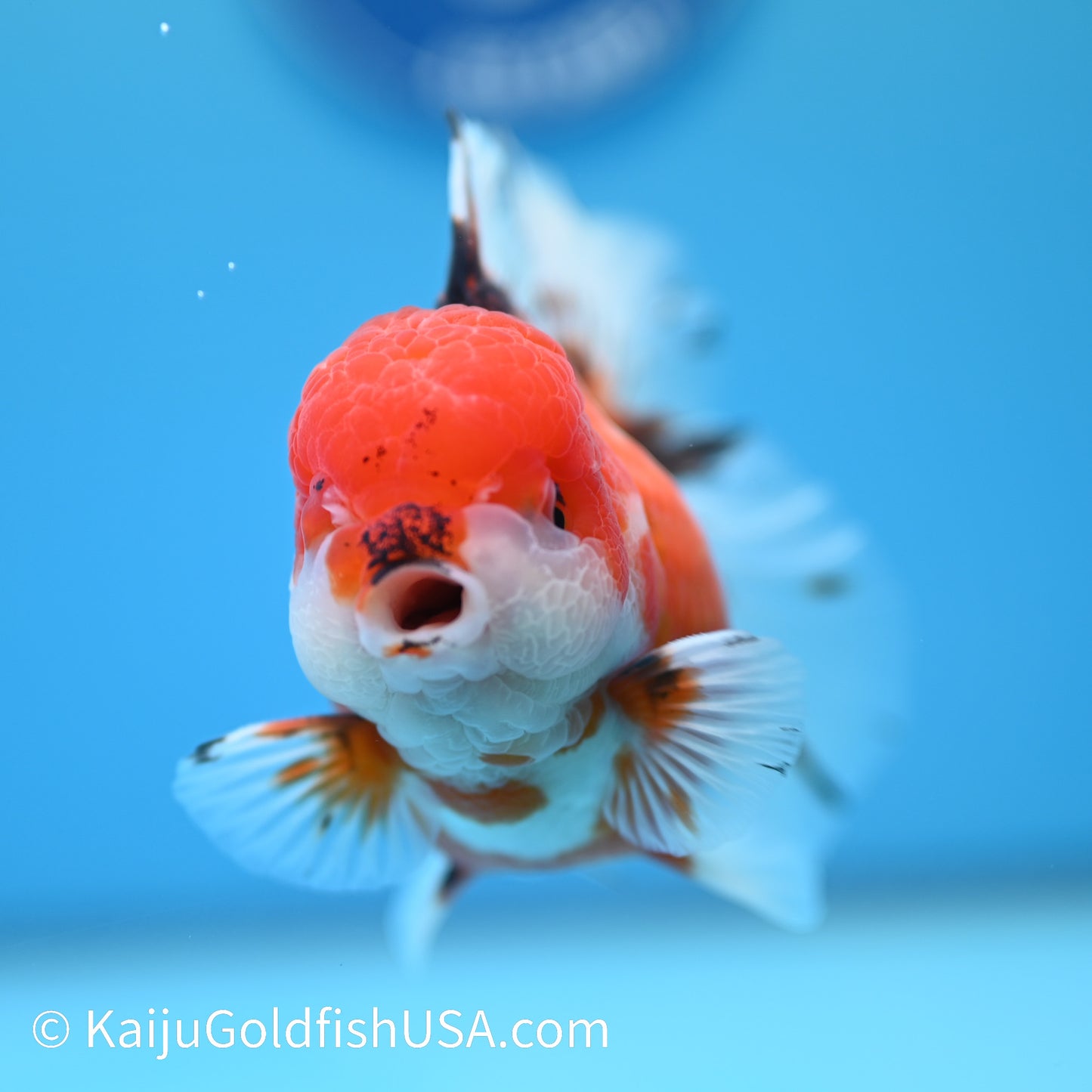 Tricolor Sakura Rose Tail Oranda 4-4.5 inches (240126_OR09) - Kaiju Goldfish USA