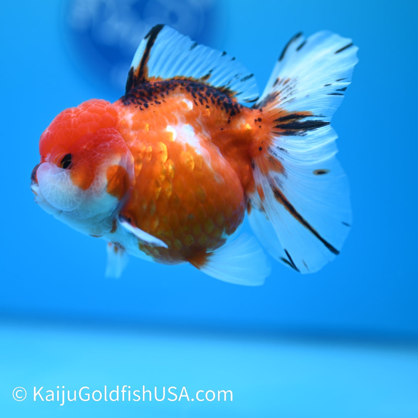 Tricolor Sakura Rose Tail Oranda 4-4.5 inches (240126_OR09) - Kaiju Goldfish USA