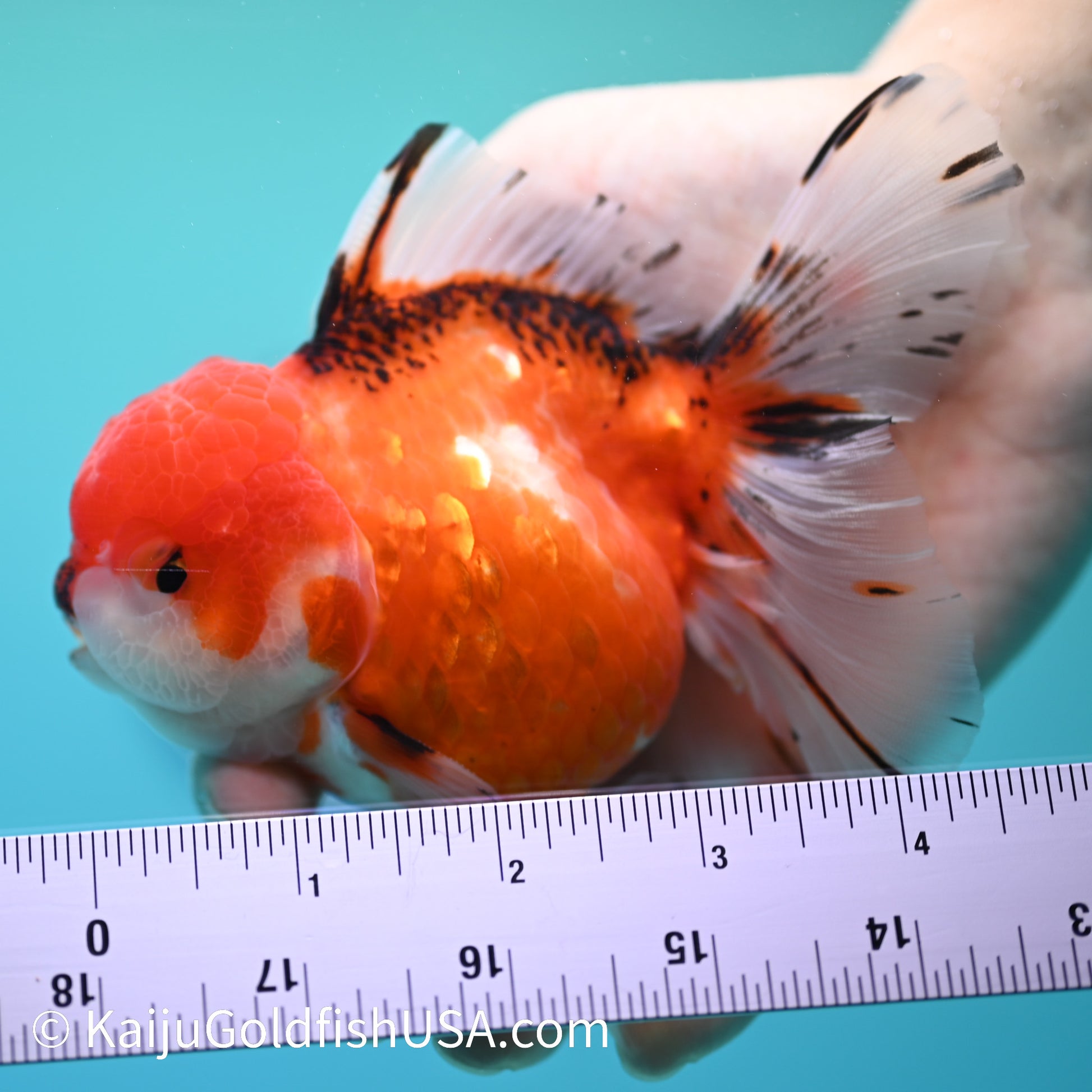 Tricolor Sakura Rose Tail Oranda 4-4.5 inches (240126_OR09) - Kaiju Goldfish USA