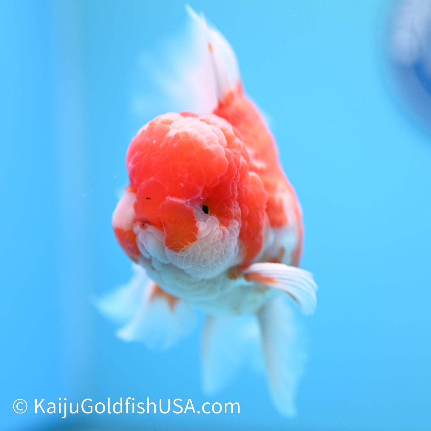 Heavy Sakura Rose Tail Oranda 5-5.5 inches (240202_OR01) - Kaiju Goldfish USA