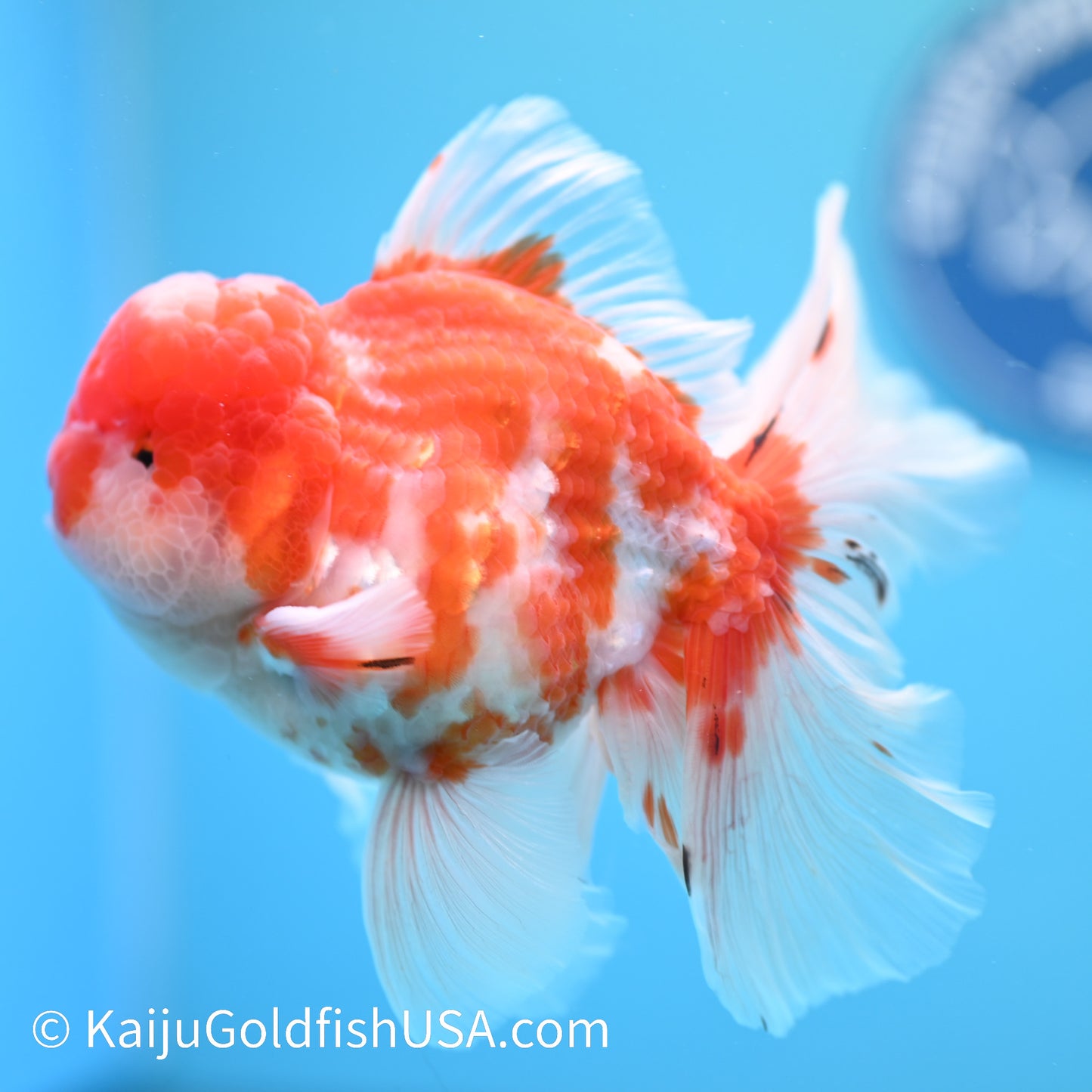 Heavy Sakura Rose Tail Oranda 5-5.5 inches (240202_OR01) - Kaiju Goldfish USA