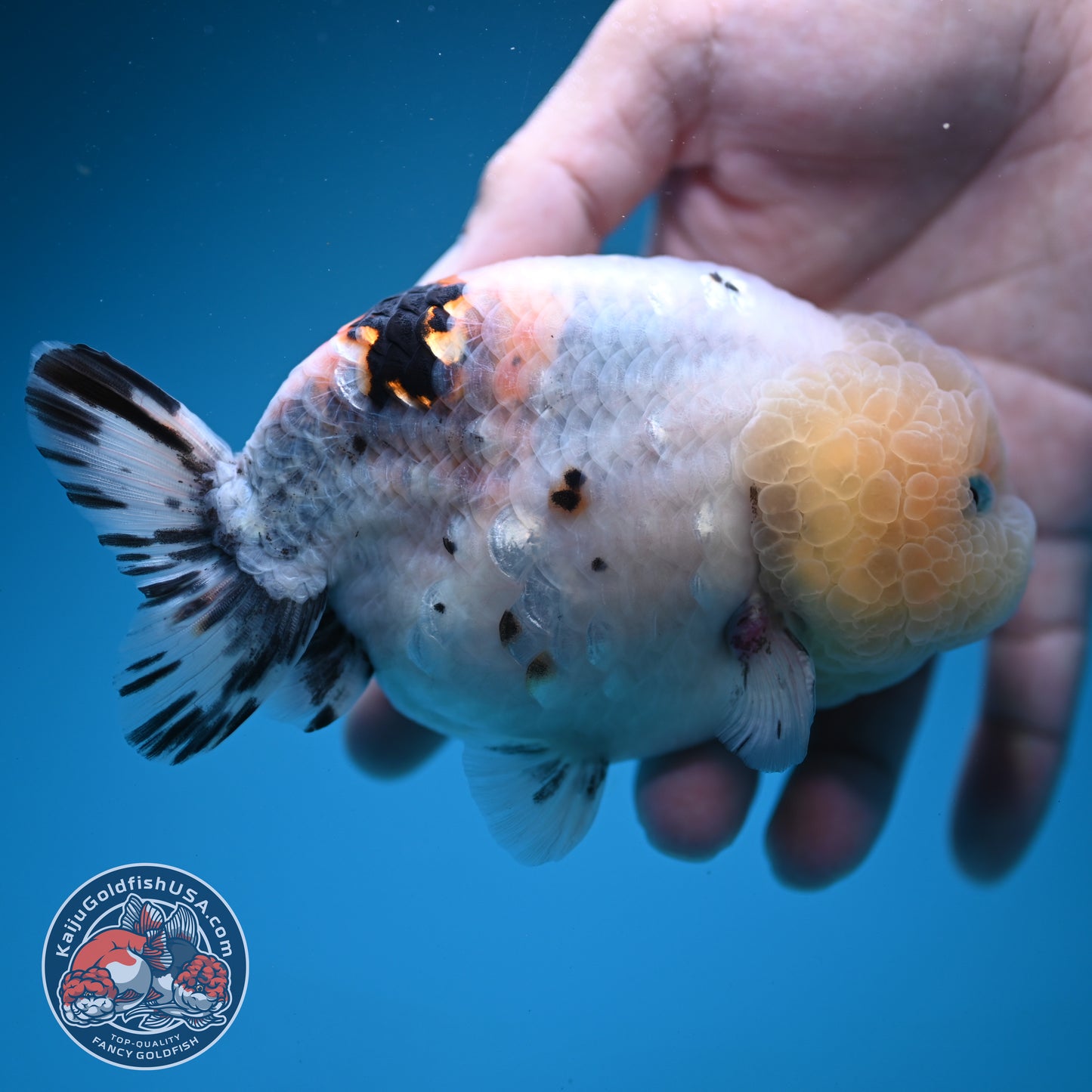 Jumbo Ink Wash Cow Ranchu inch Body (260724_RC08)