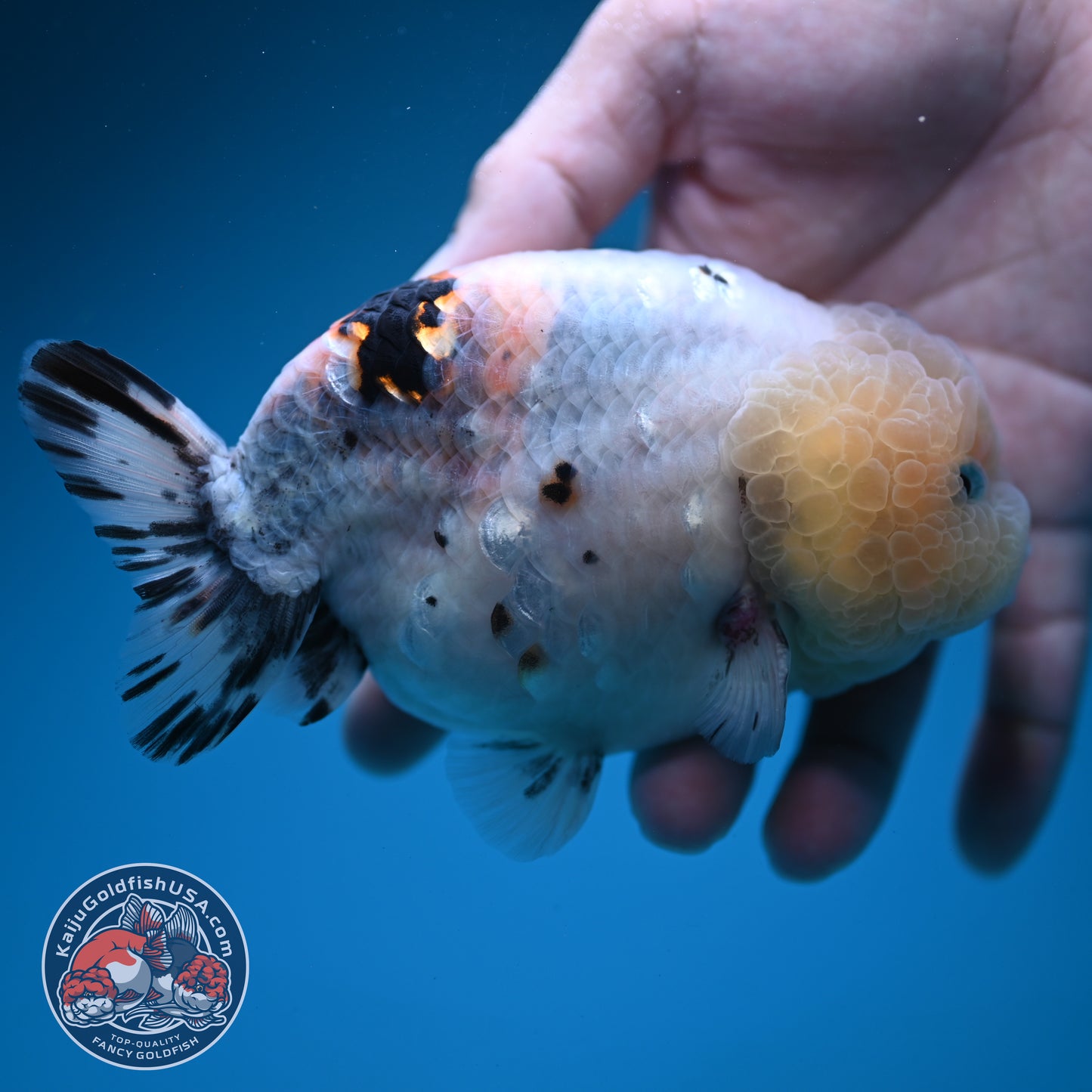 Jumbo Ink Wash Cow Ranchu inch Body (260724_RC08)