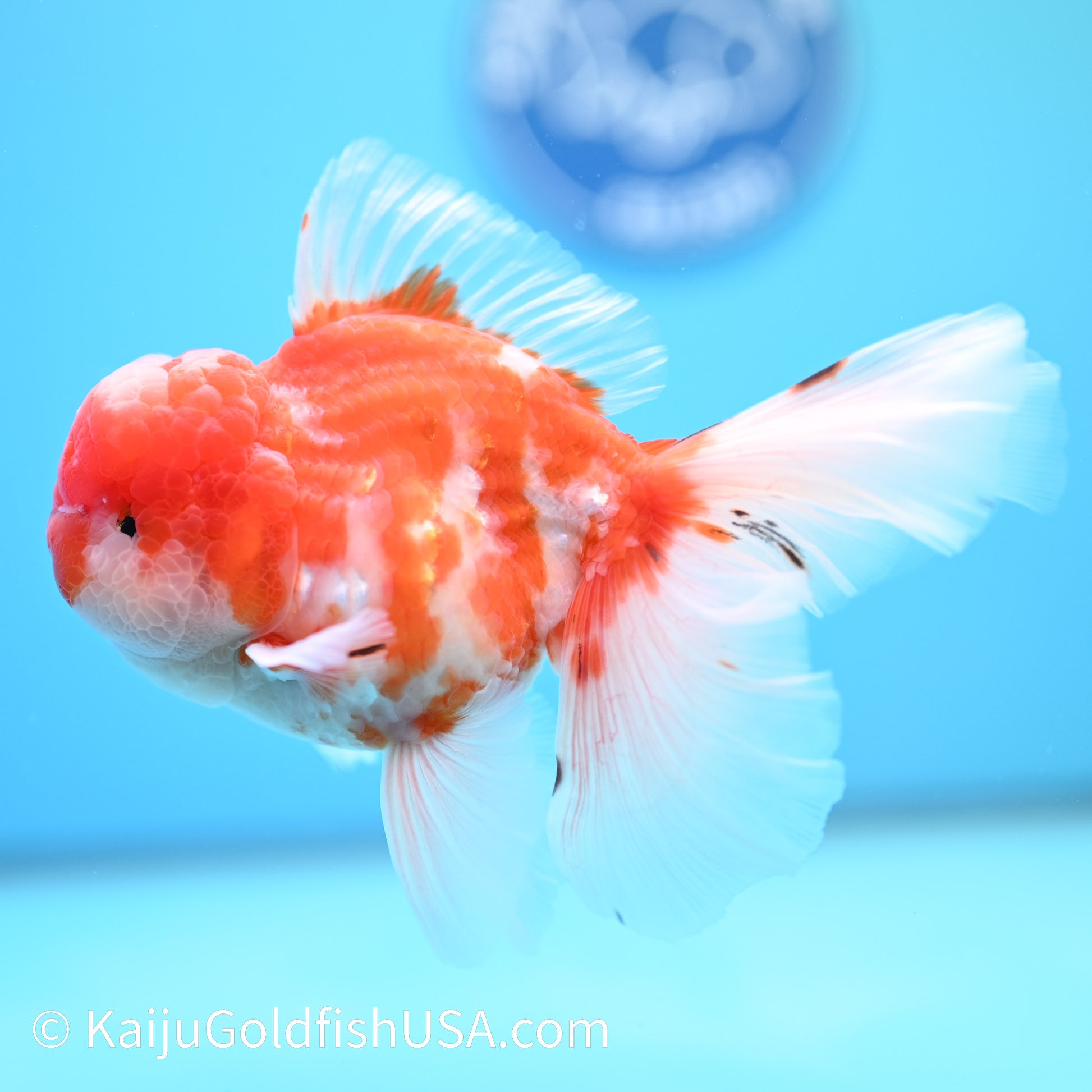 Heavy Sakura Rose Tail Oranda 5-5.5 inches (240202_OR01) - Kaiju Goldfish USA